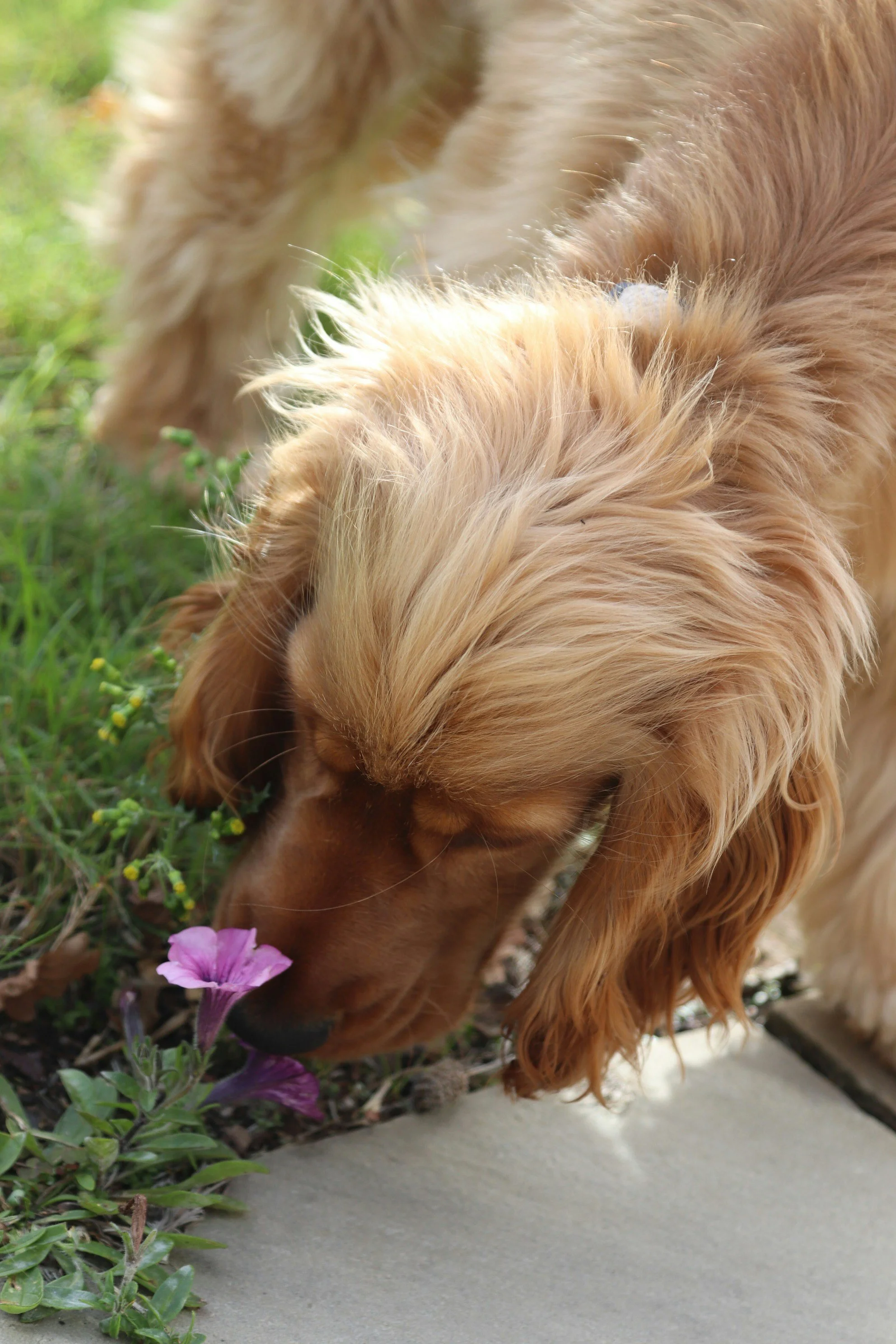 A golden retriever dog sniffing purple flowers and green plants outdoors on a concrete surface.
