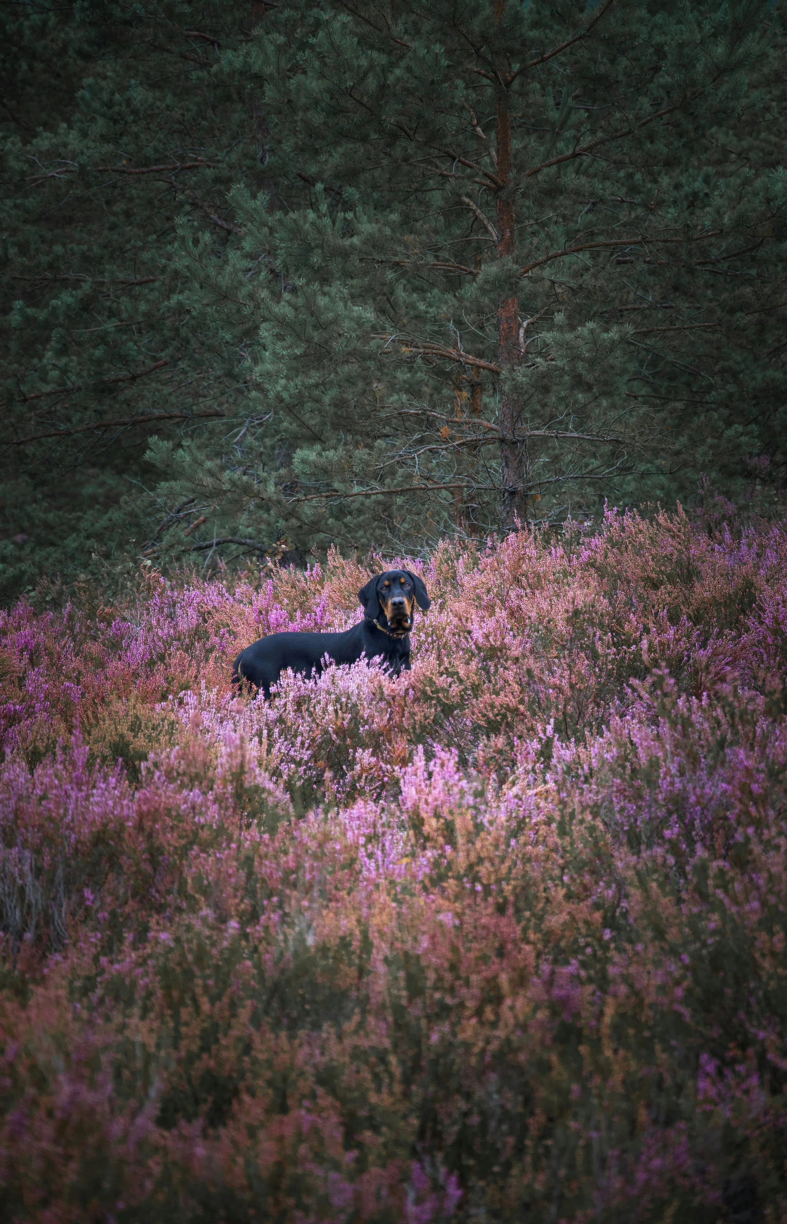 A black dog with brown markings lying in a field of pink and purple flowers with a large green pine tree in the background.