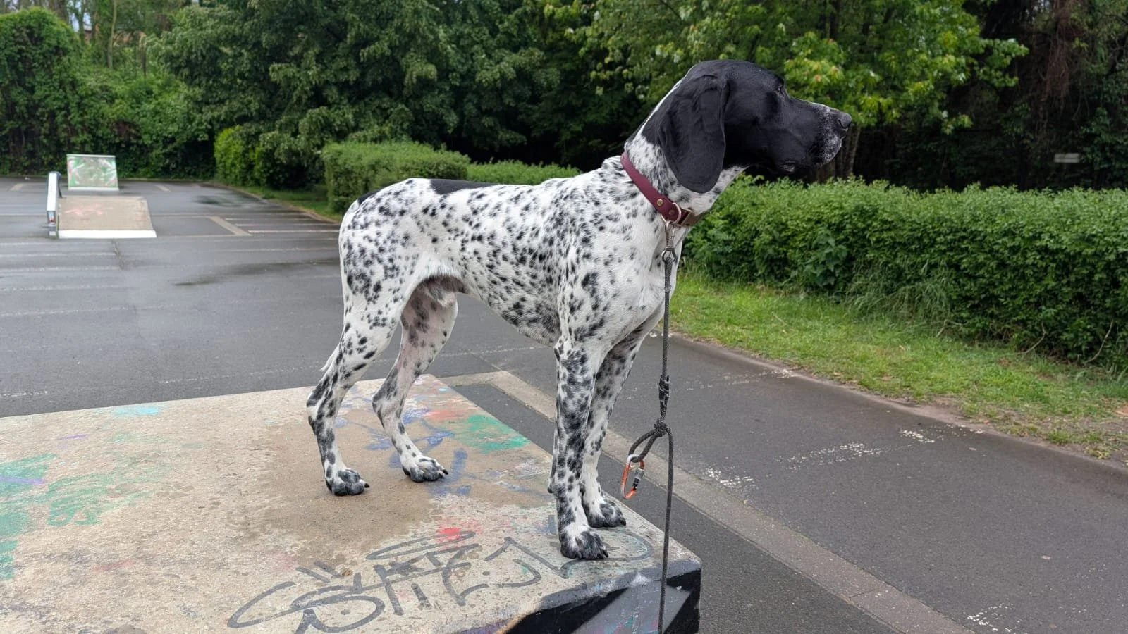A large black and white dog, possibly a Great Dane, standing on a concrete surface next to a street lined with greenery.