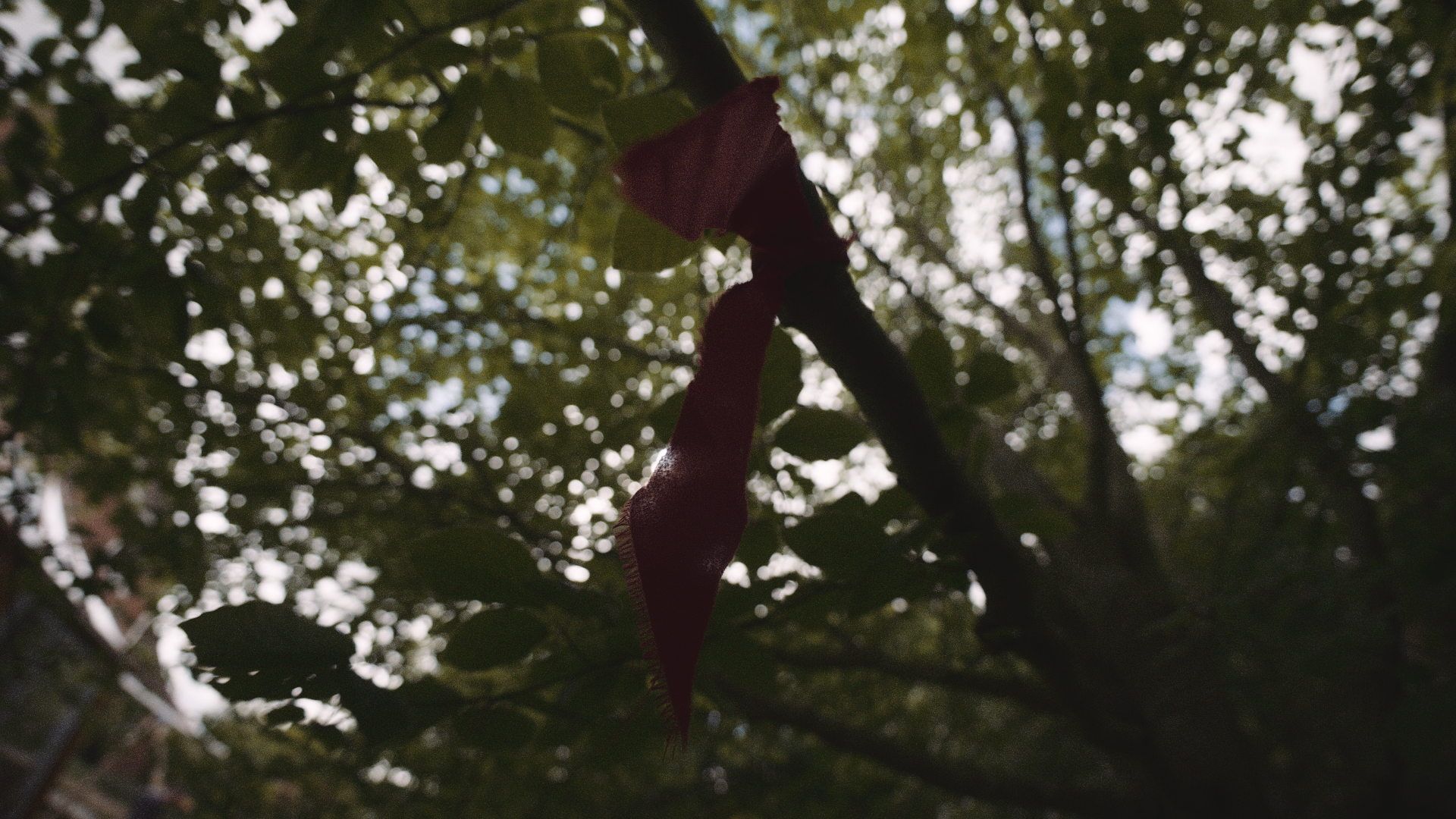 A close-up shot of a red ribbon tied around a tree branch with a background of green leaves and sunlight filtering through.
