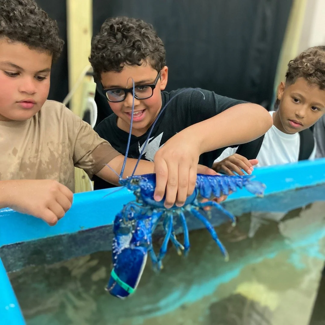 Three children observing and holding a large blue lobster over a tank with water.
