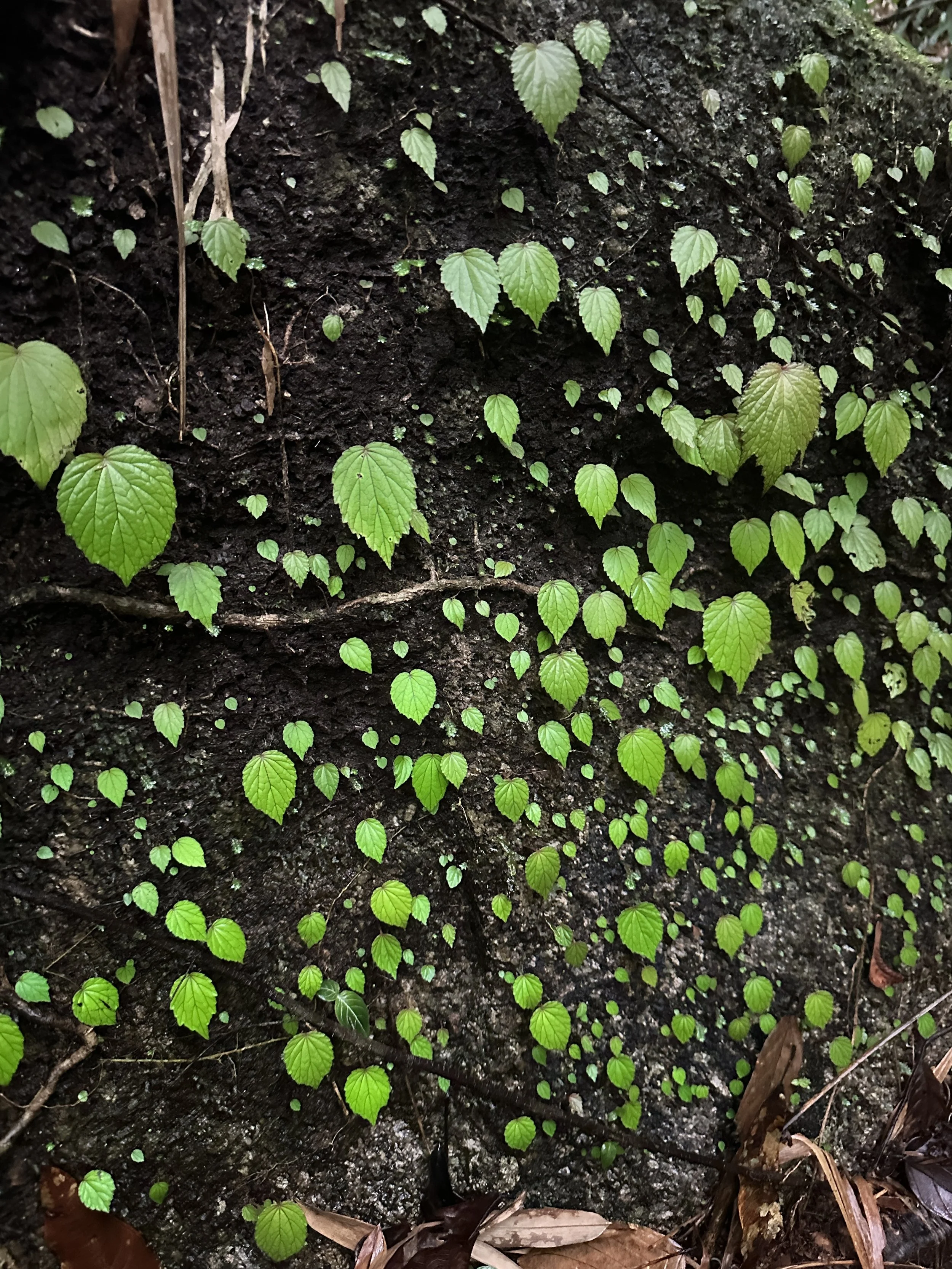 Small green vine plants growing on dark, damp soil with dried leaves around.