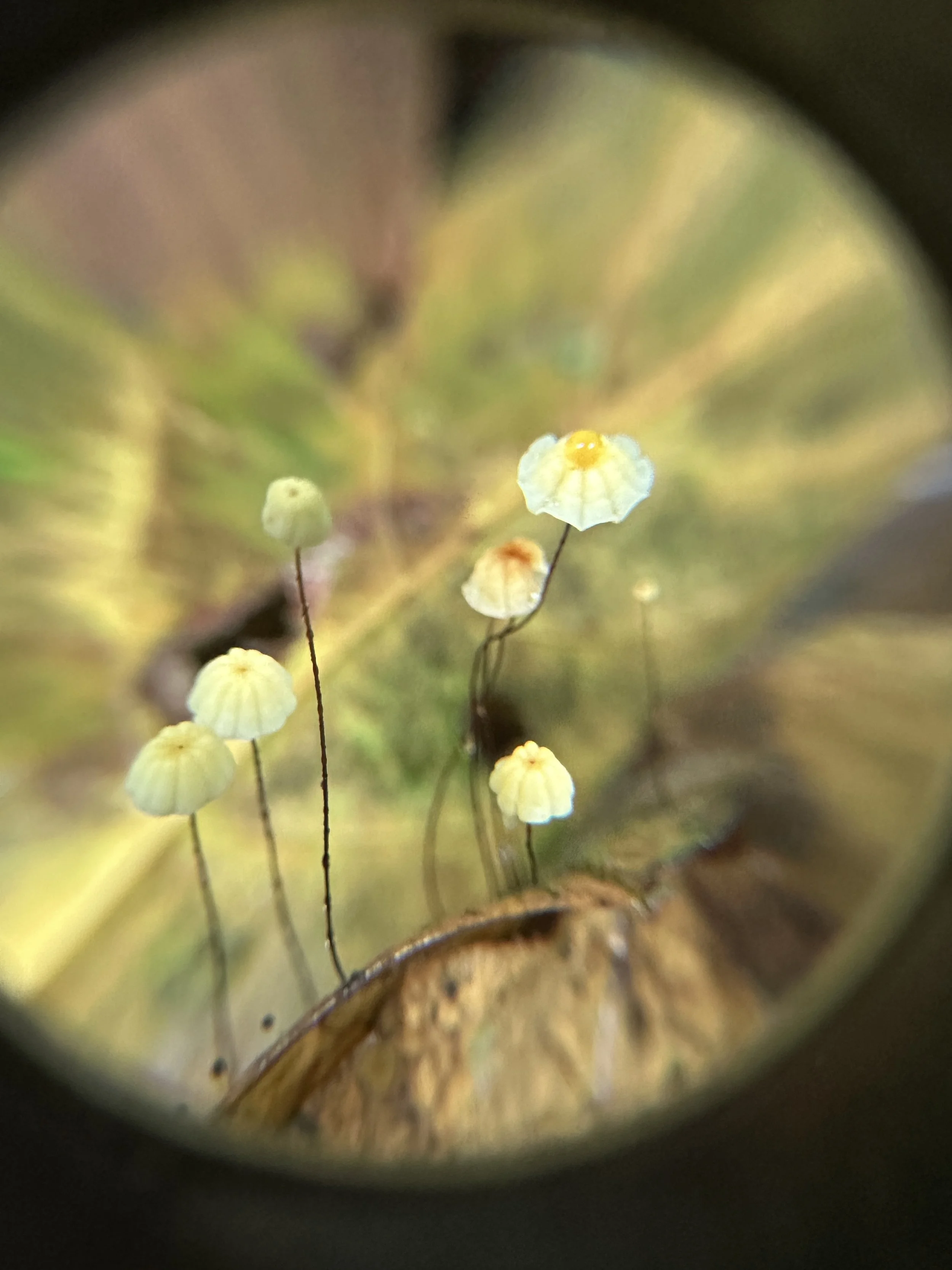 Close-up of small, yellowish-white mushrooms growing on the forest floor with blurred leaves and twigs in the background