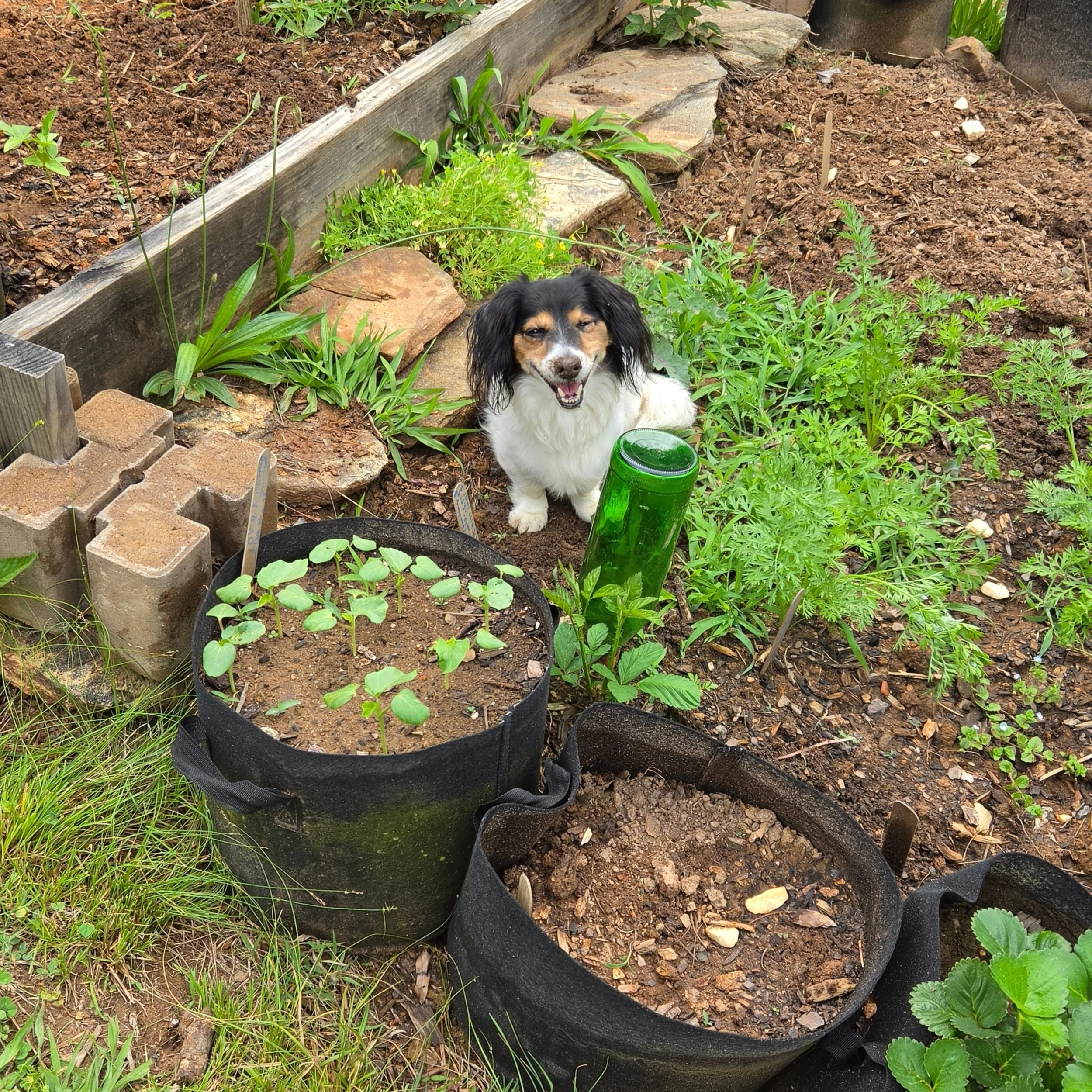 I had some help in the garden today...
