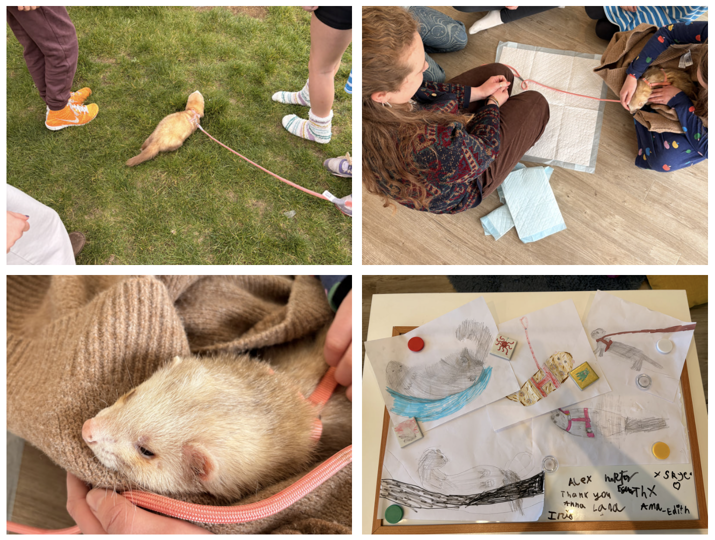 Ferret visit