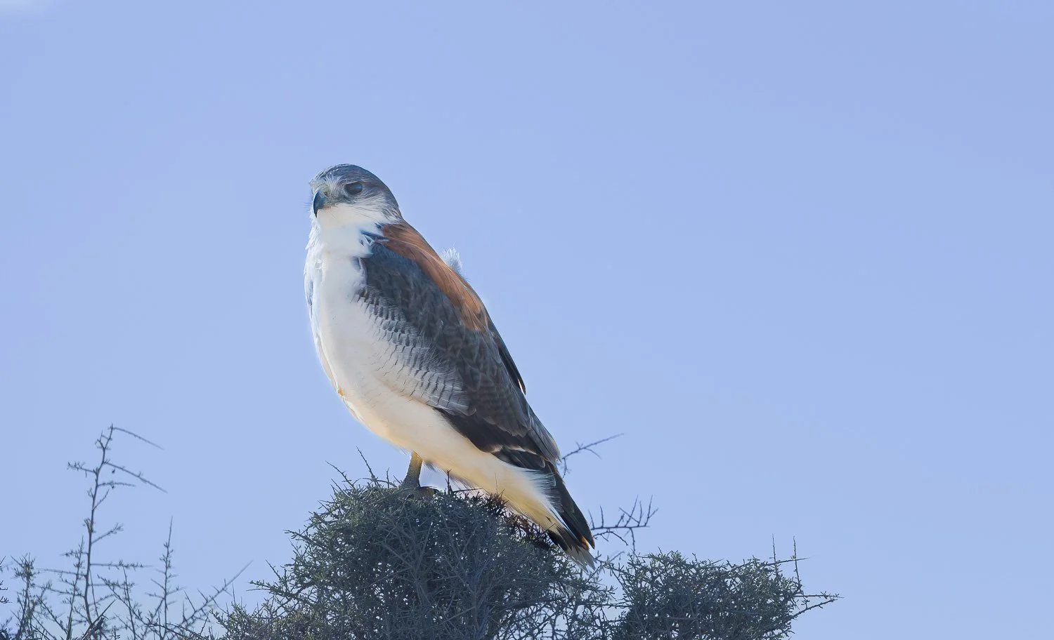 Rotrückenbussard, Isla Valdes-Argentina