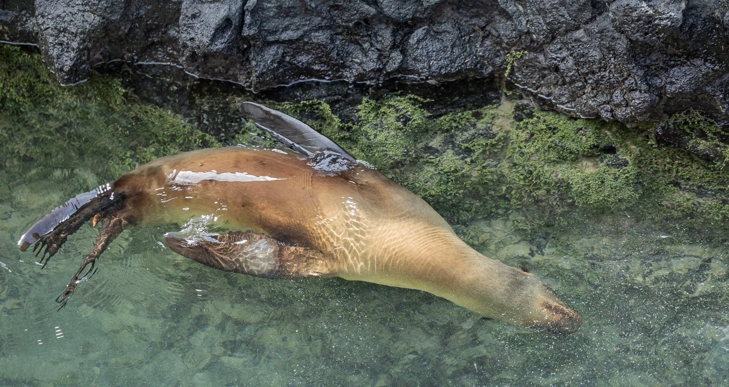 Galapagos: Wo Mensch und Wildnis sich auf Augenhöhe begegnen