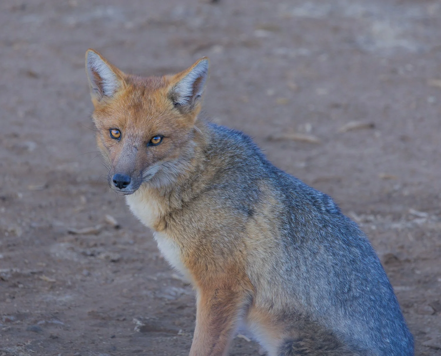 Andenfuchs, Atacama Wüste-Chile