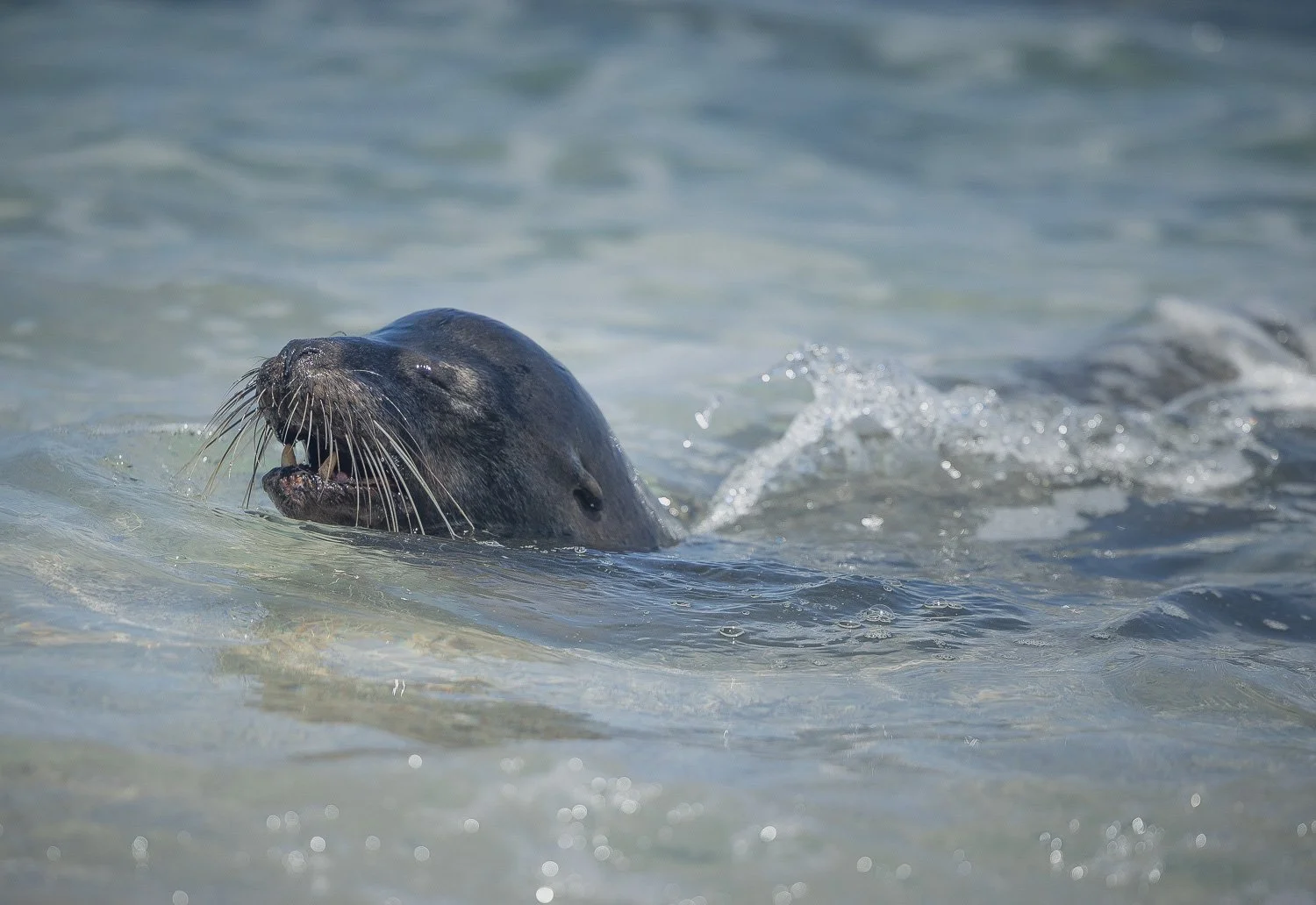Seelöwe, Galapagos