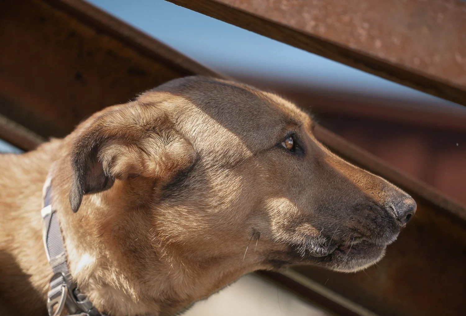 Vim_passauf-gittifotografie-Hundefotografie.jpg