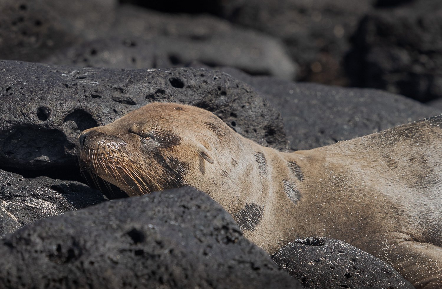 Seelöwe, Galapagos