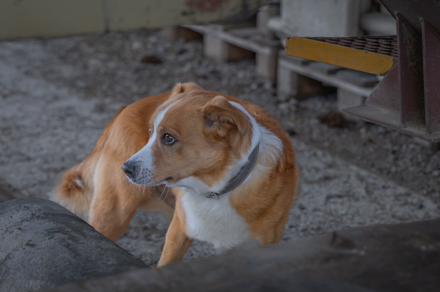 Libero-Urban-Hundefotografie-gittifotografie-Website.jpg