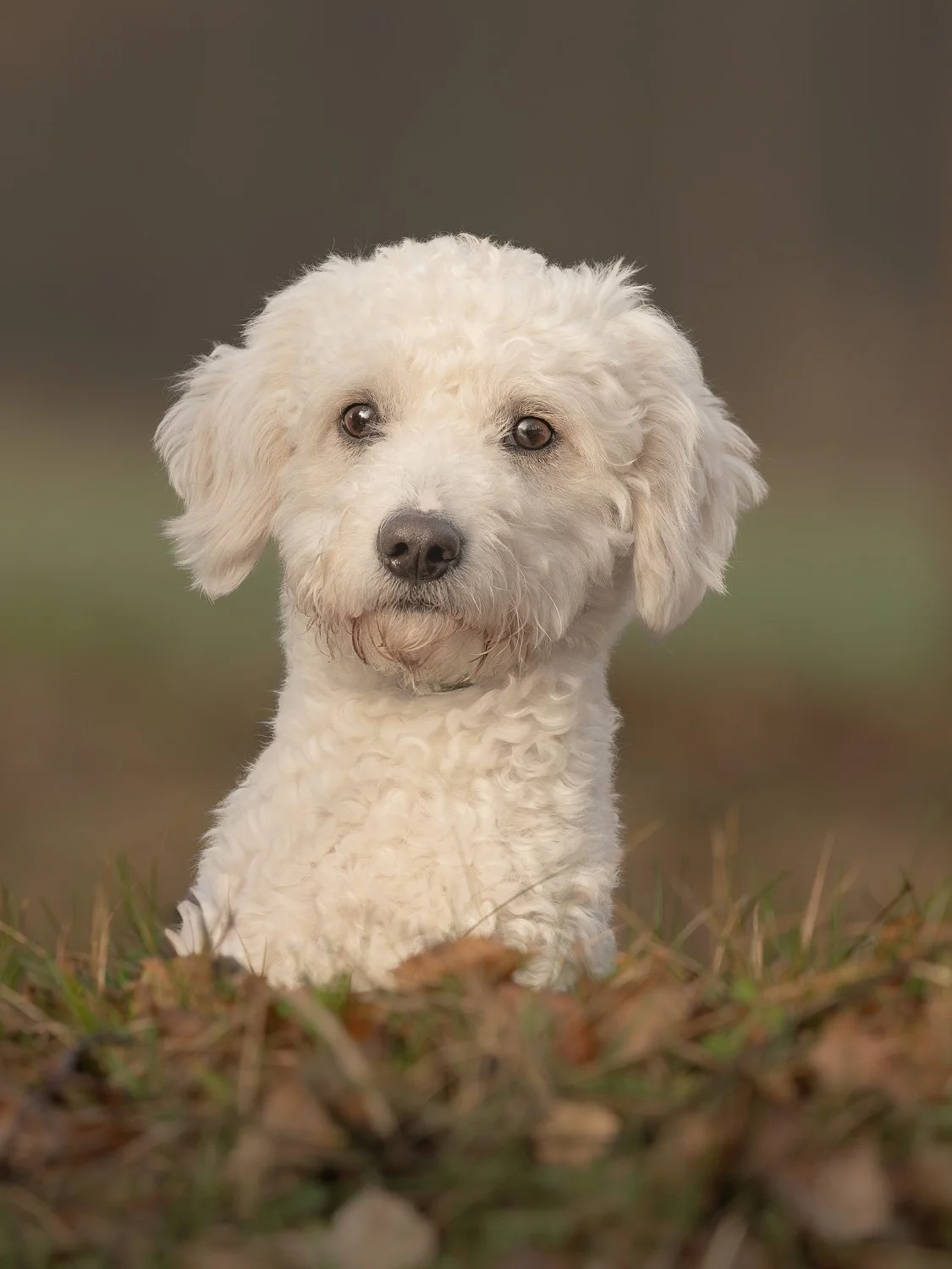 Louis_Wald-Hundefotografie-gittifotografie-Website.jpg