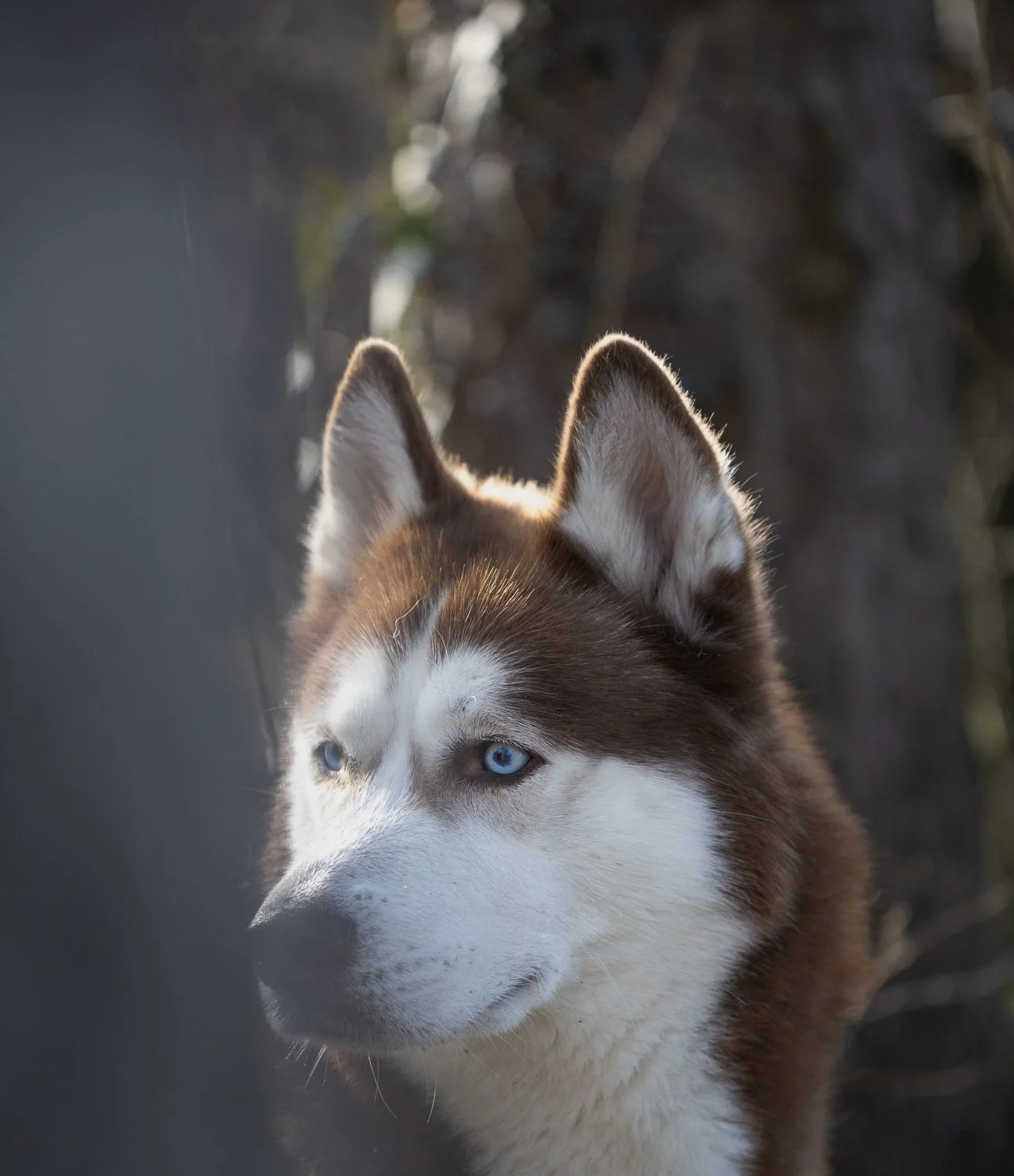 Ayko_Wolfblick-gittifotgrafie-Hundefotografie.jpg