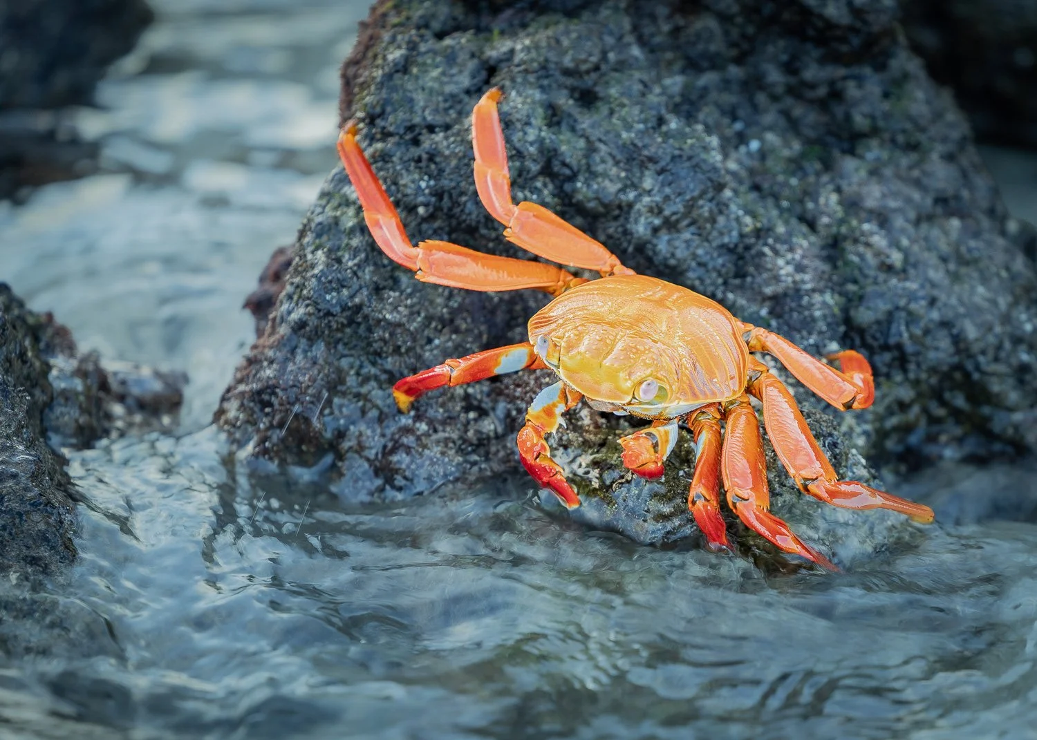 Rote-Klippenkrabbe, Galapagos