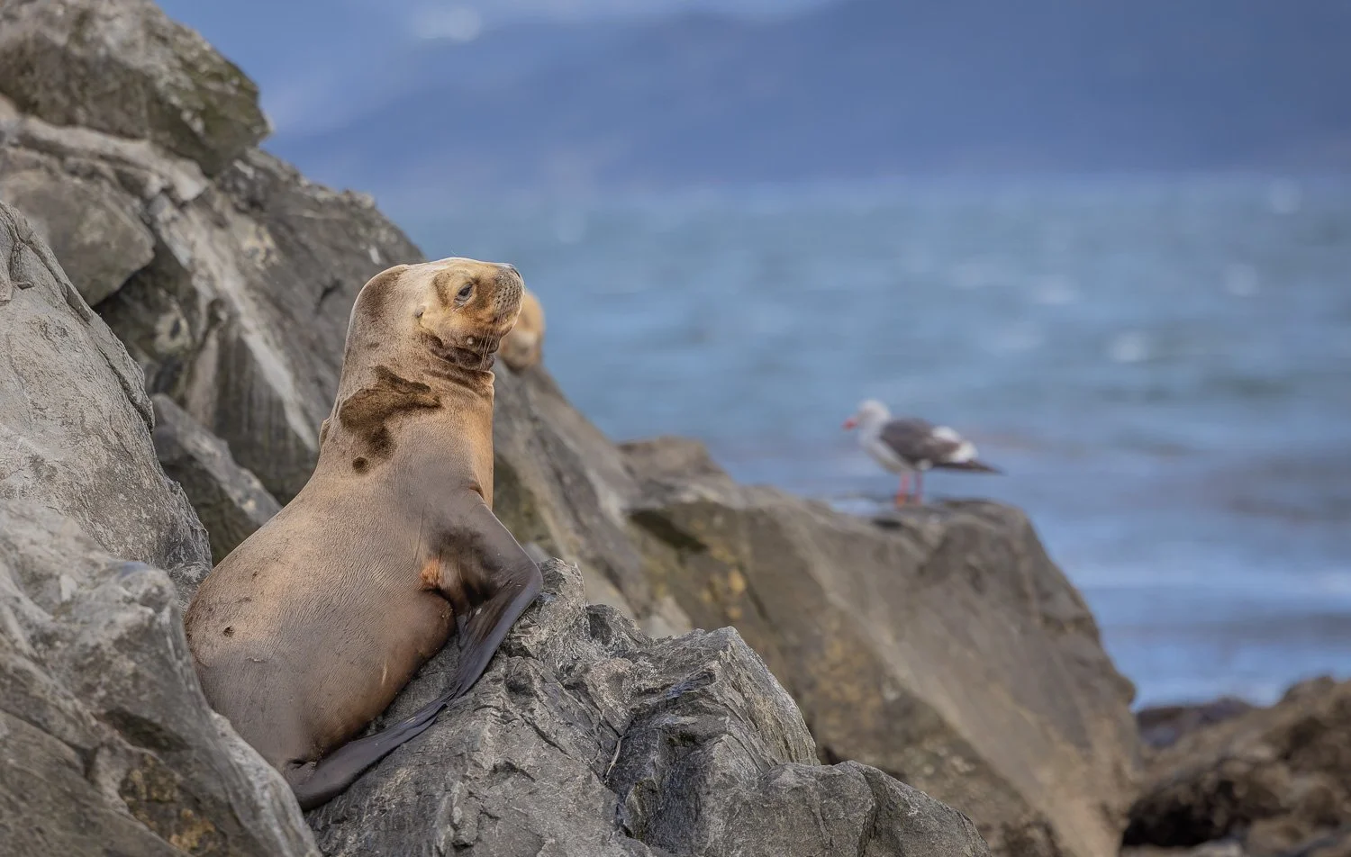 Robben, Ushuaia-Argentina
