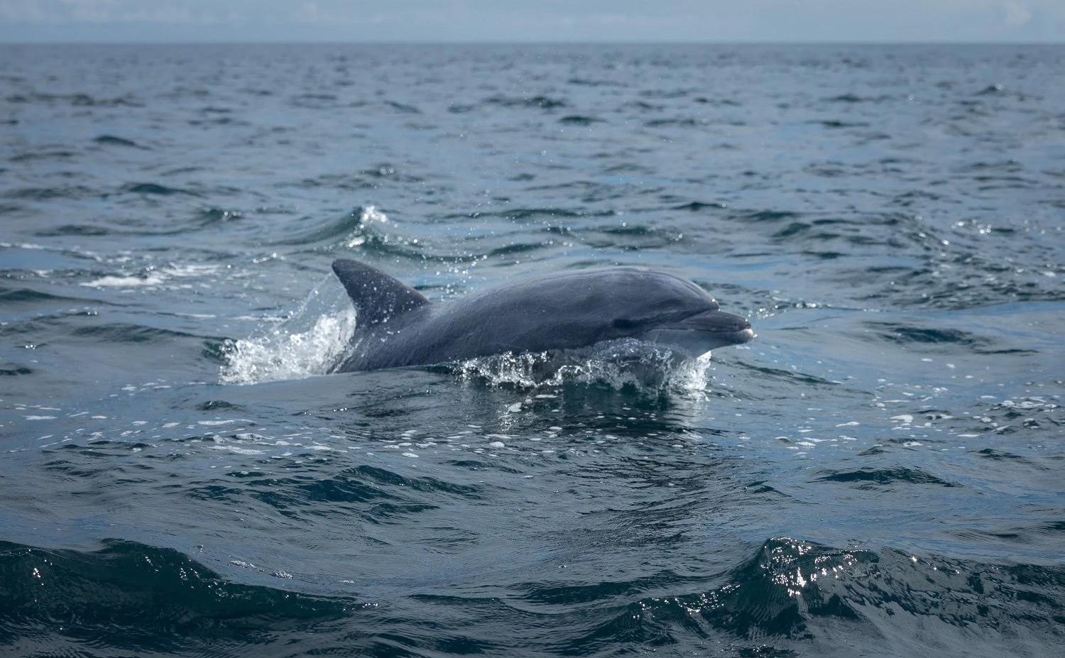 Grossen Tümmler, Galapagos
