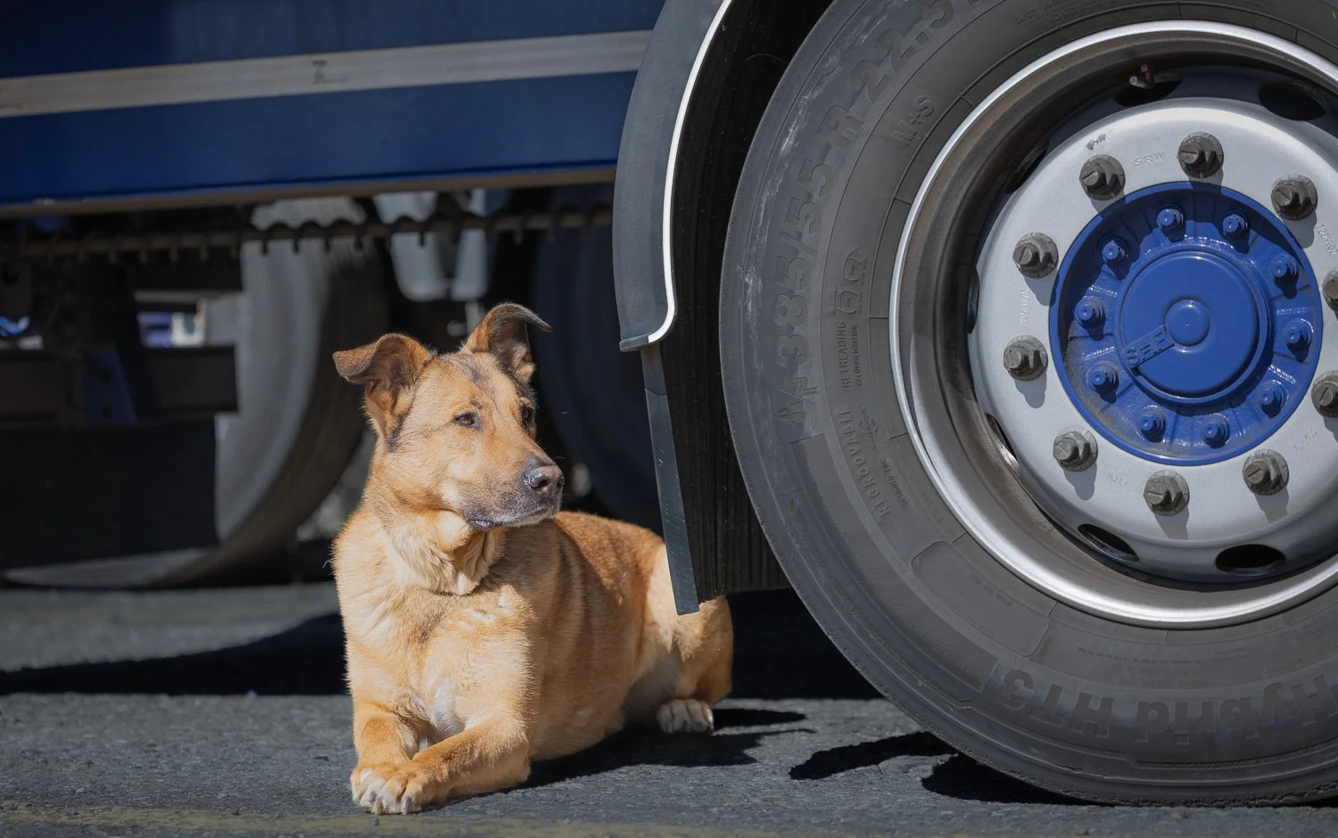 Vim-blaurad-Hundefotografie-gittifotografie-Website.jpg