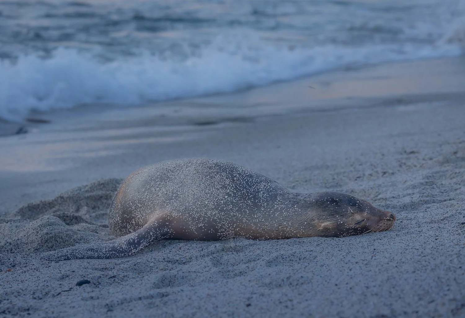 Seelöwe, Galapagos