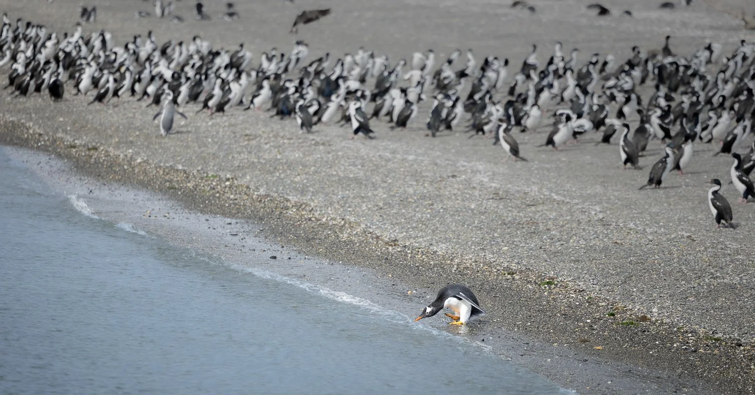 Eselpinguin, Ushuaia-Argentina