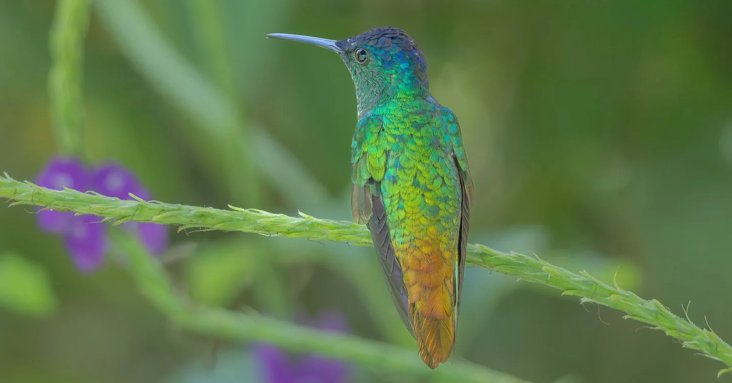 Wildlifefotografie