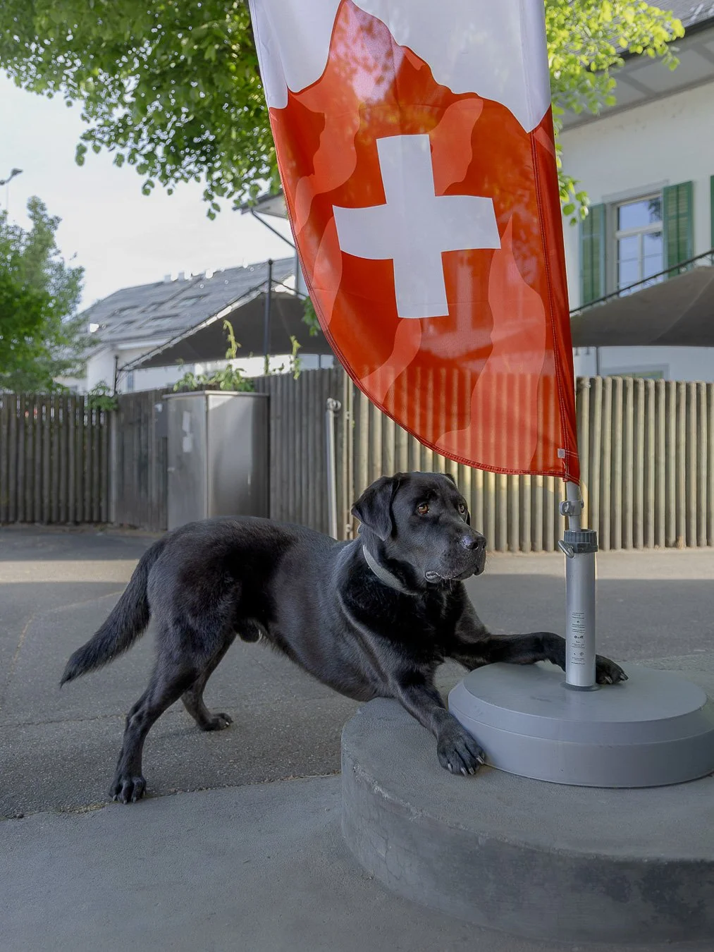Chico-Schweizerfahne-Hundefotografie-gittifotografie-Website.jpg