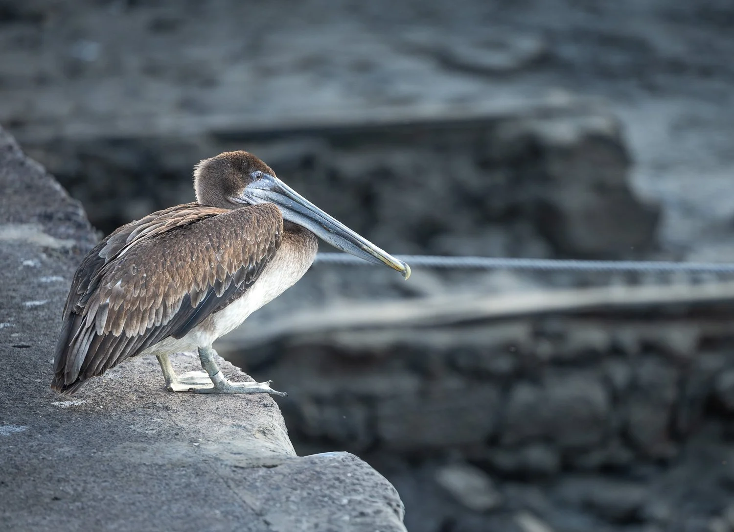 Braunpelikan, Galapagos