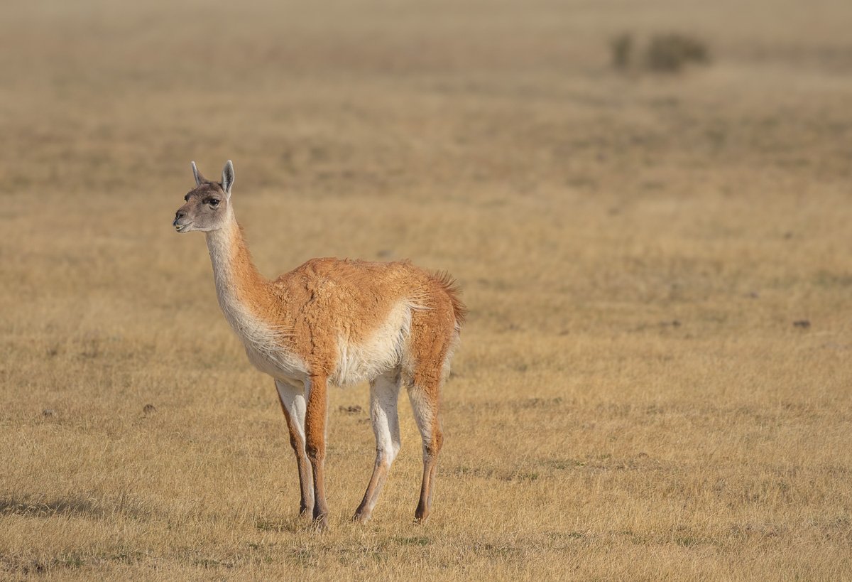 Guanacos, Patagonien-Chile