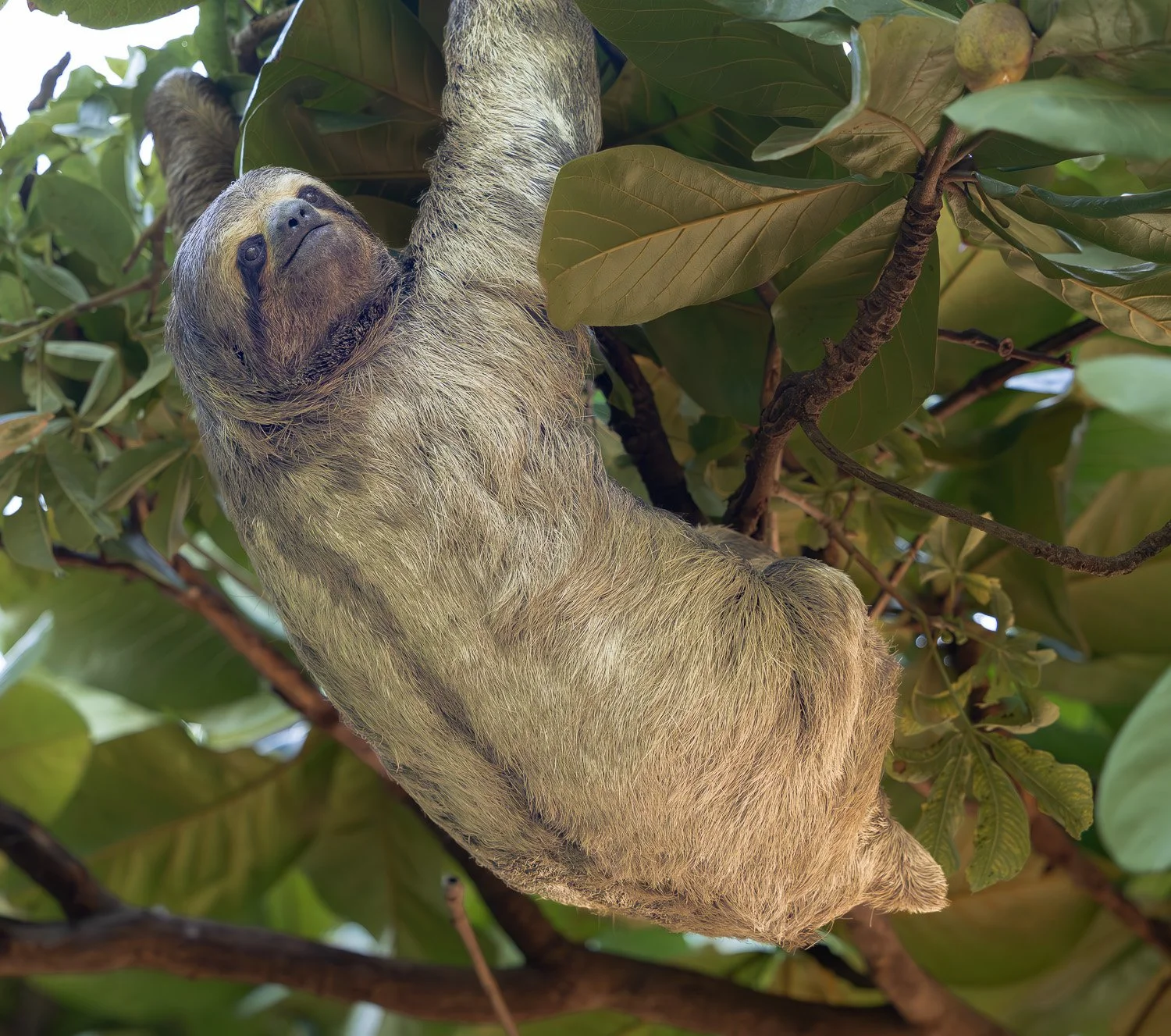 Braunkehl-Faultier, Bolivien-Amazonas Gebiet