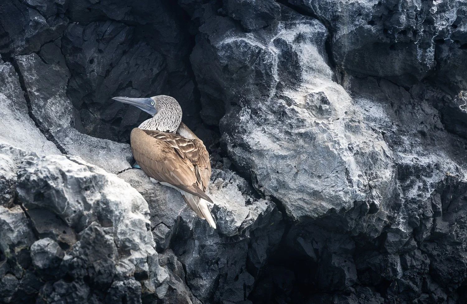 Blaufusstölpel, Galapagos 