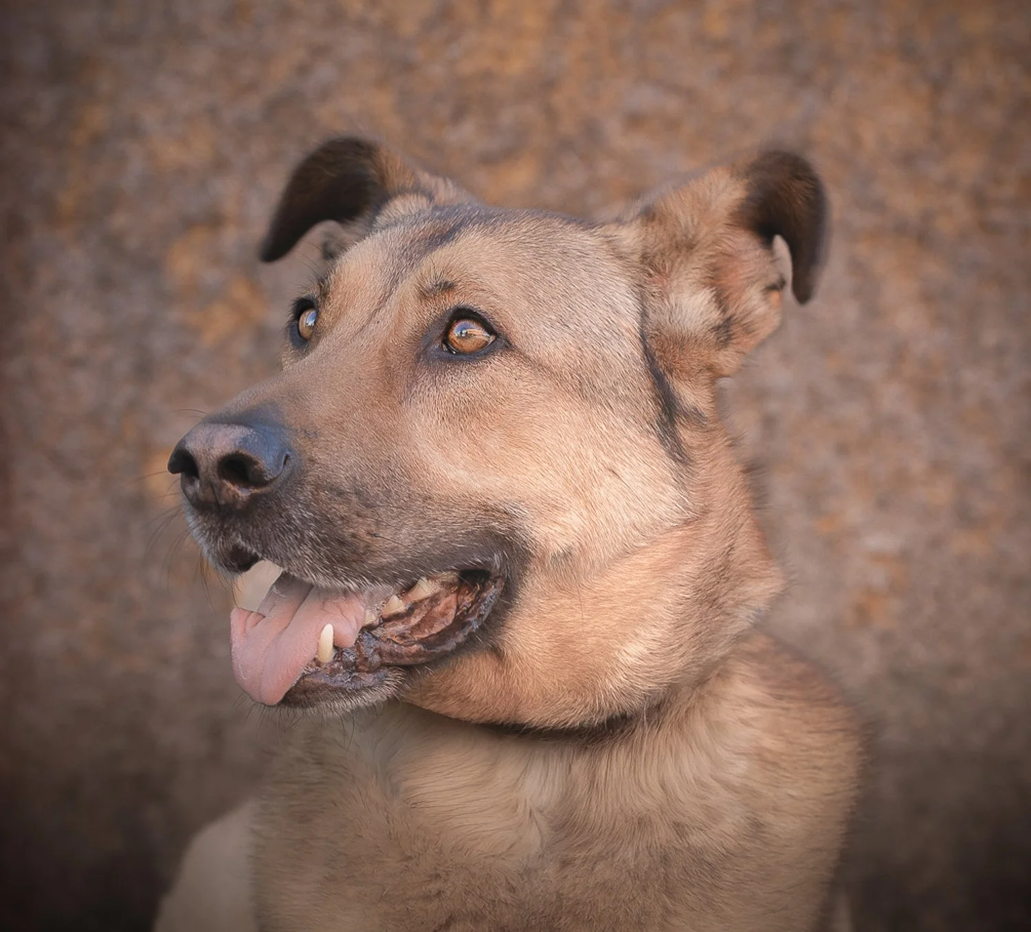 Vim_Portrait-Hundefotografie-gittifotografie-Website.jpg