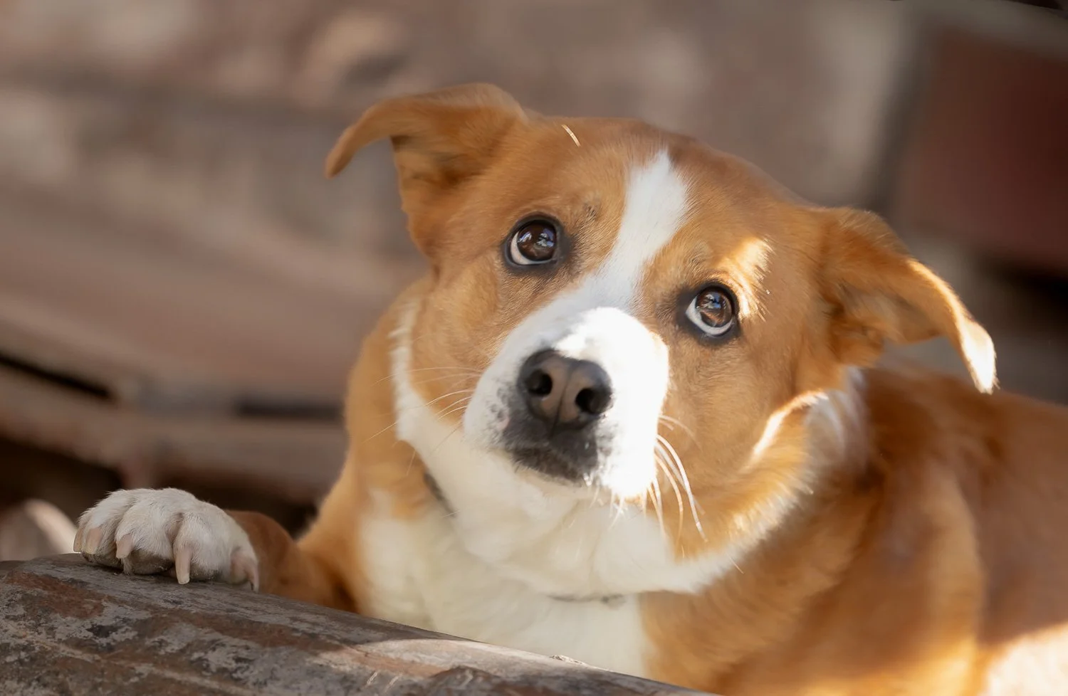 Libero-Hundeblick-Zürich-gittifotografie-Hundefotografie.jpg