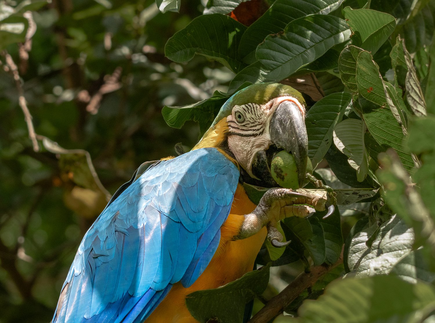 Gelbbrustara, Peru- Manu NP