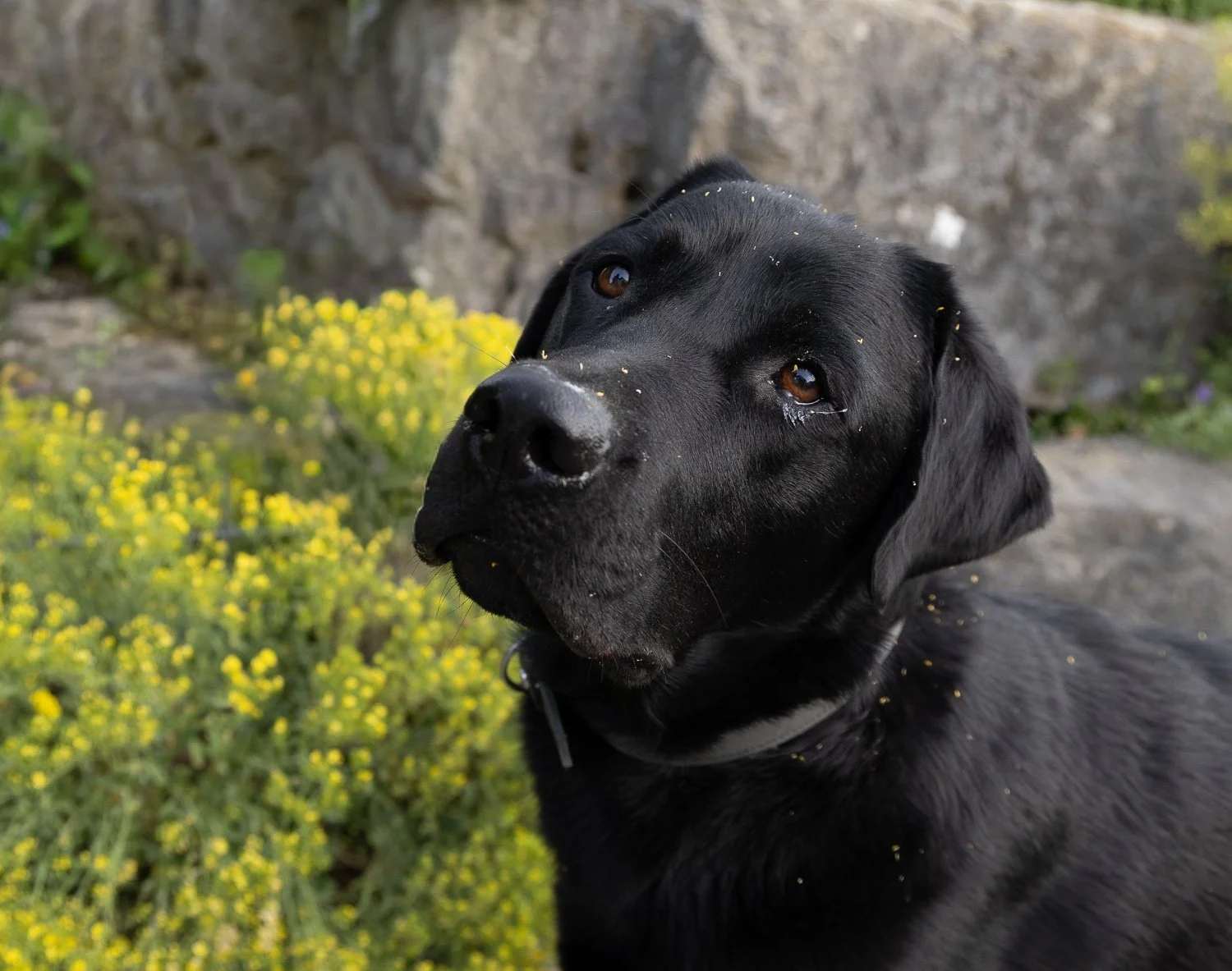Chico_gelbe-Blumen_gittifotografie-Hundefotografie.jpg