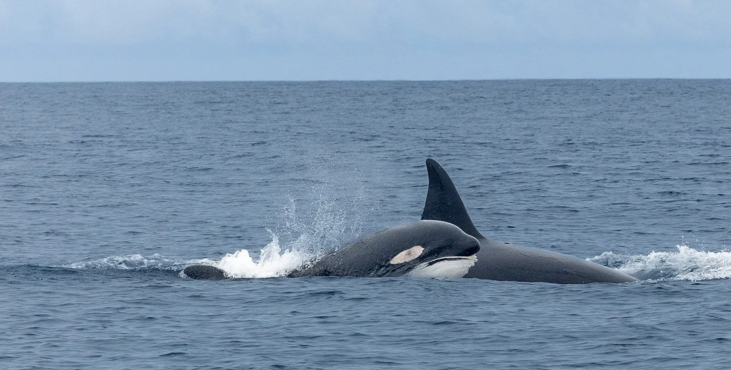 Orcas, Galapagos