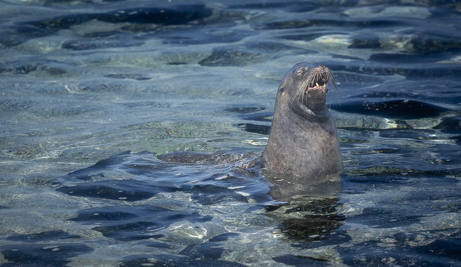 Seelöwe, Galapagos