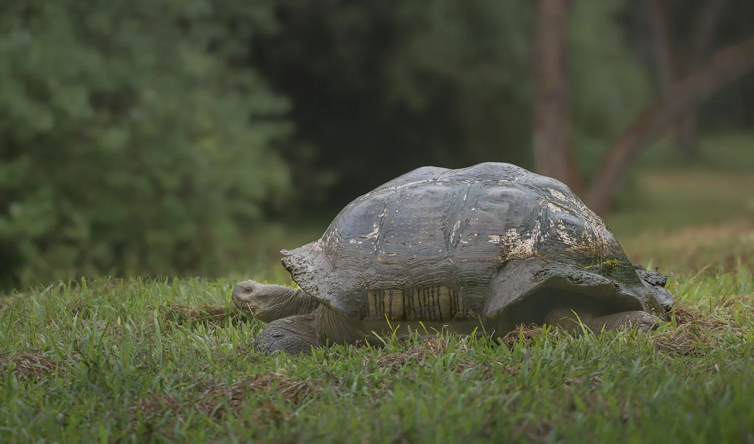 Galapagos-Riesenschildkröte