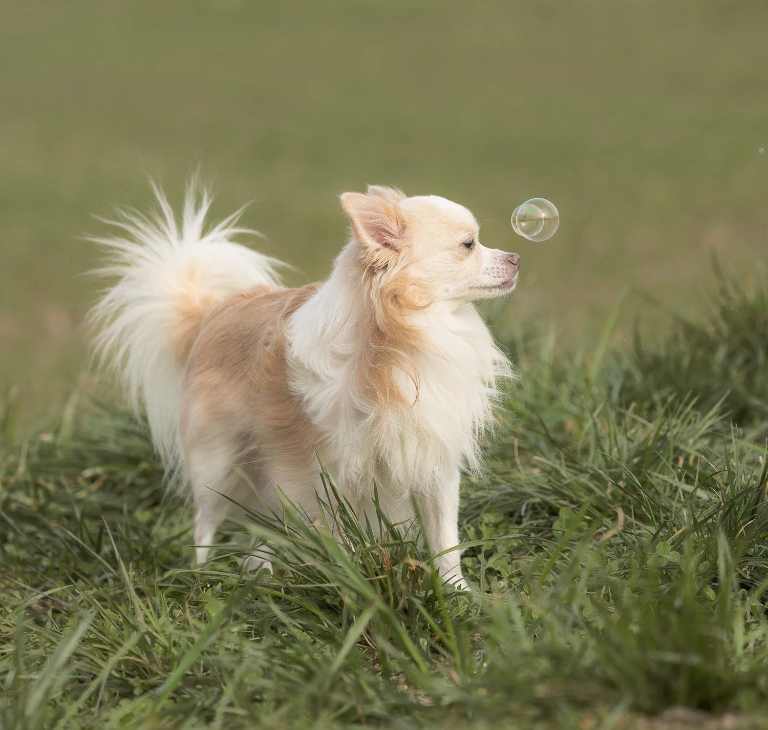 Pablo_Seifenblase-Hundefotografie-gittifotografie-Website.jpg