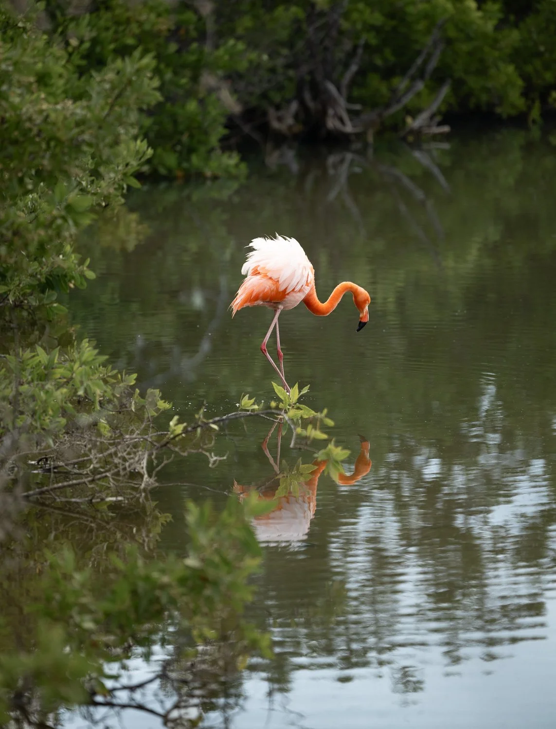 Flamingo, Isla Isabela-Galapagos