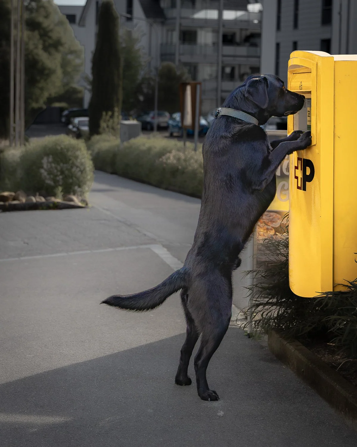 Chico_Briefkaste-gittifotografie-Hundefotografie-Website.jpg