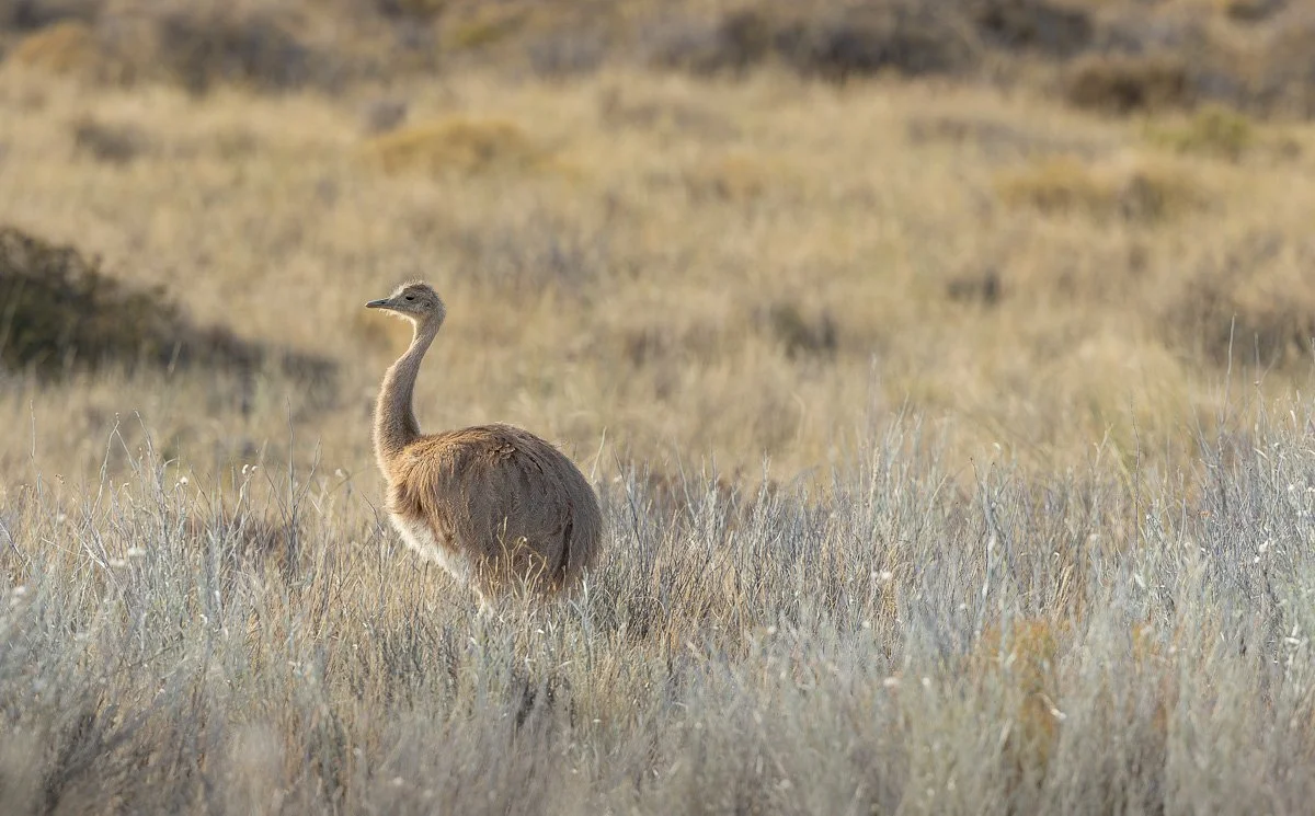 Darwinnandu, Isla Valdes-Argentina