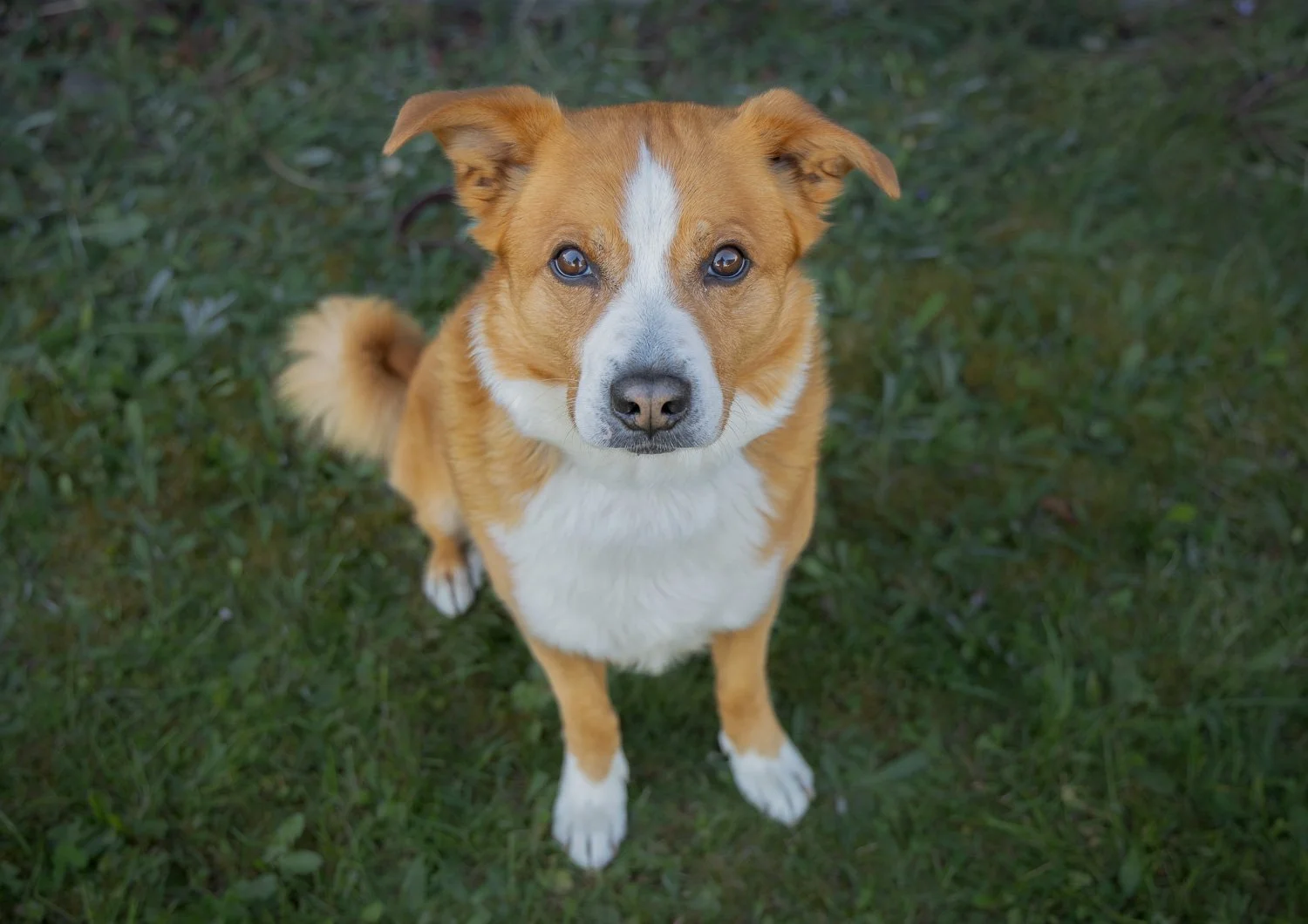 Libero-Gras-Hundefotografie-gittifotografie-Website.jpg