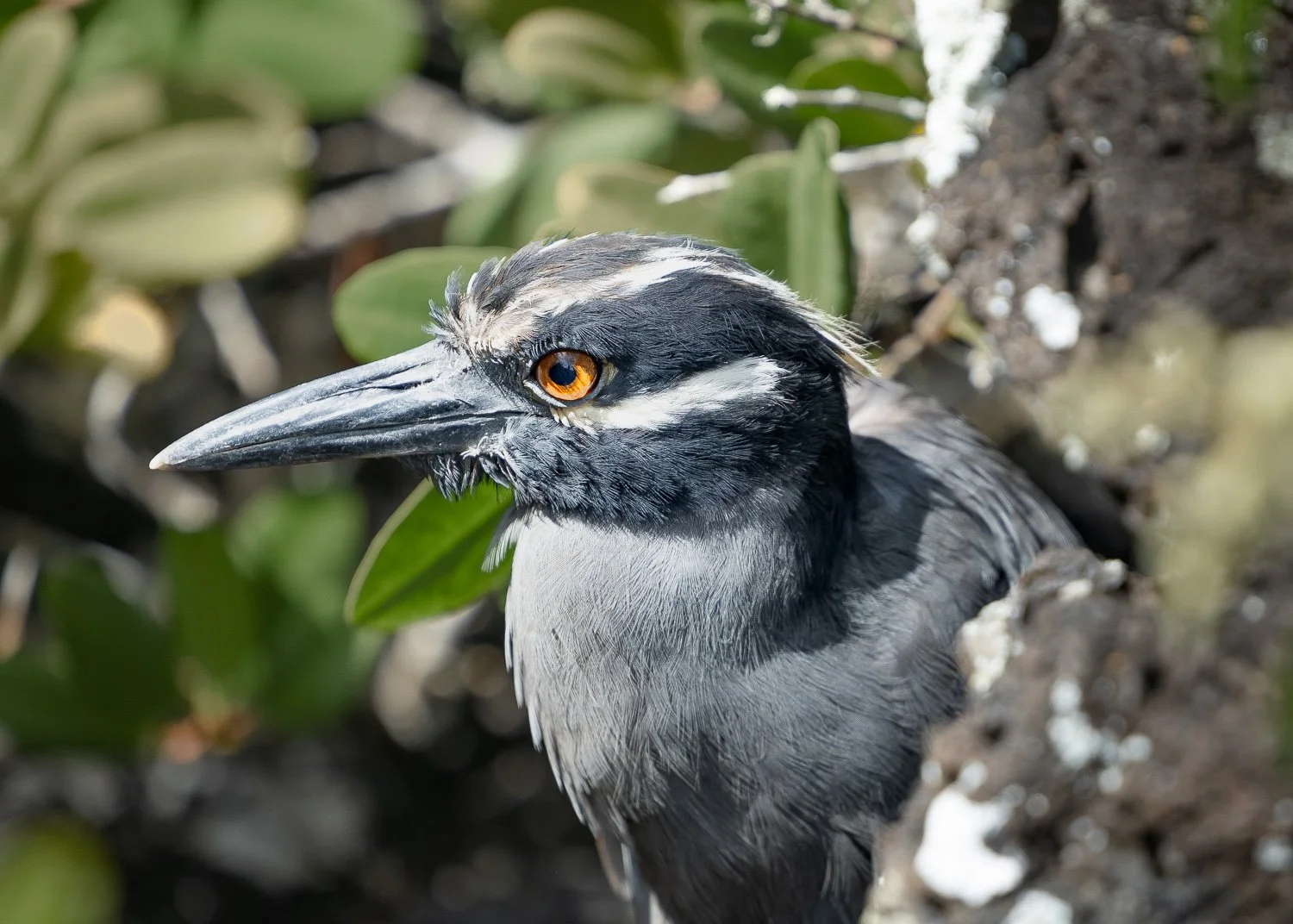 Krabbenreiher, Galapagos