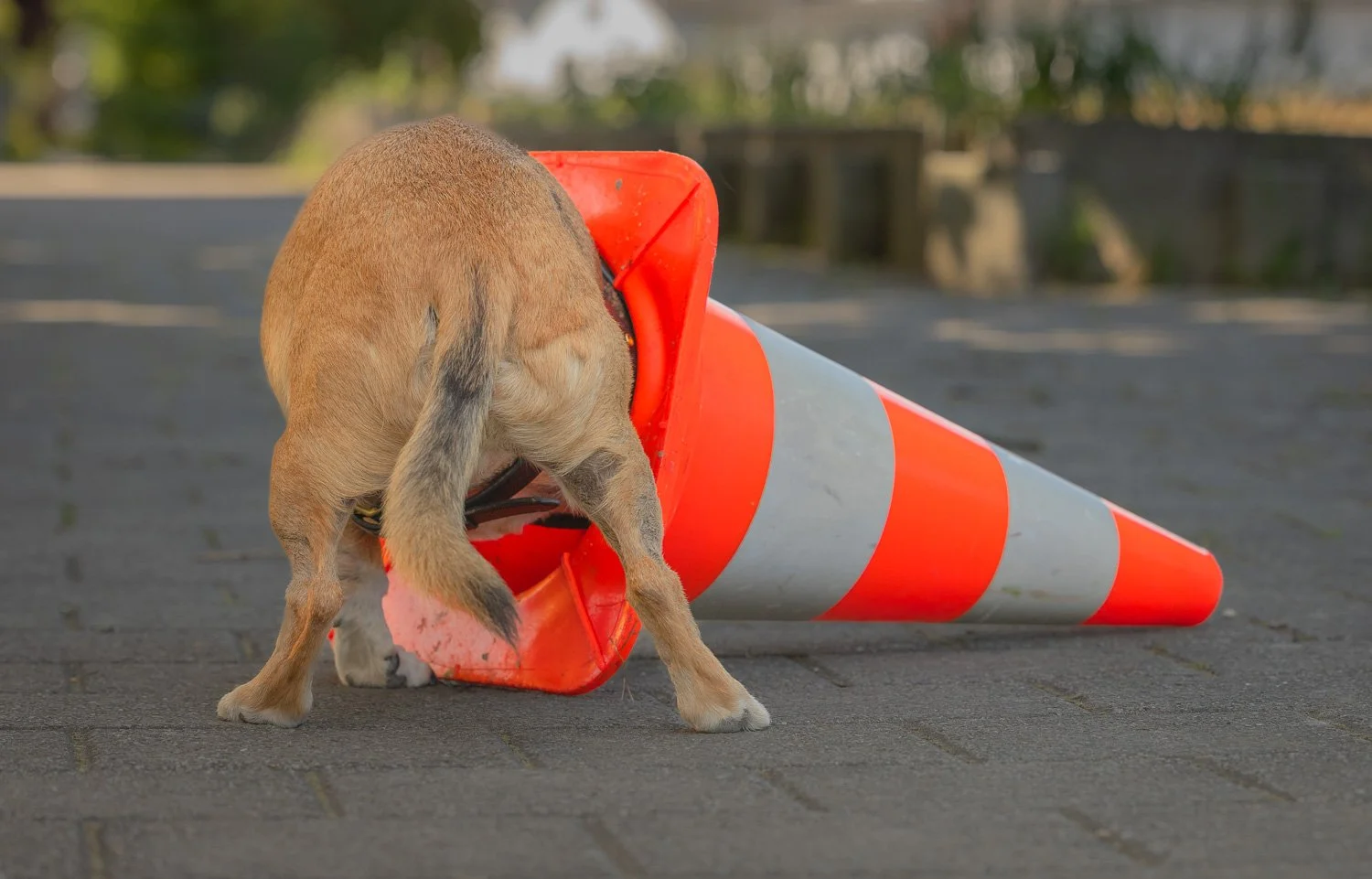 Lucky-Baustellspitz-Hundefotografie-gittifotografie-Website.jpg