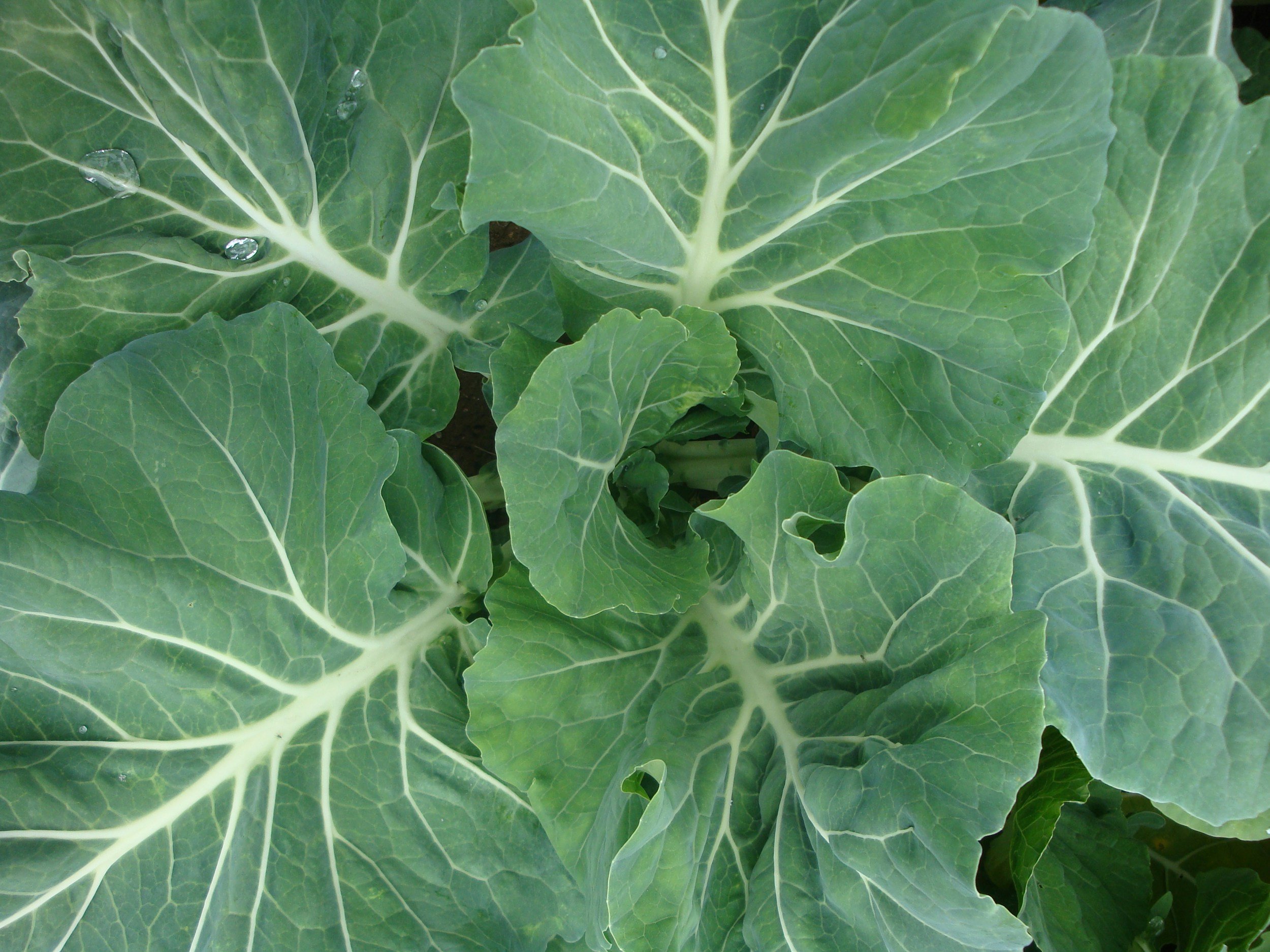 sea kale