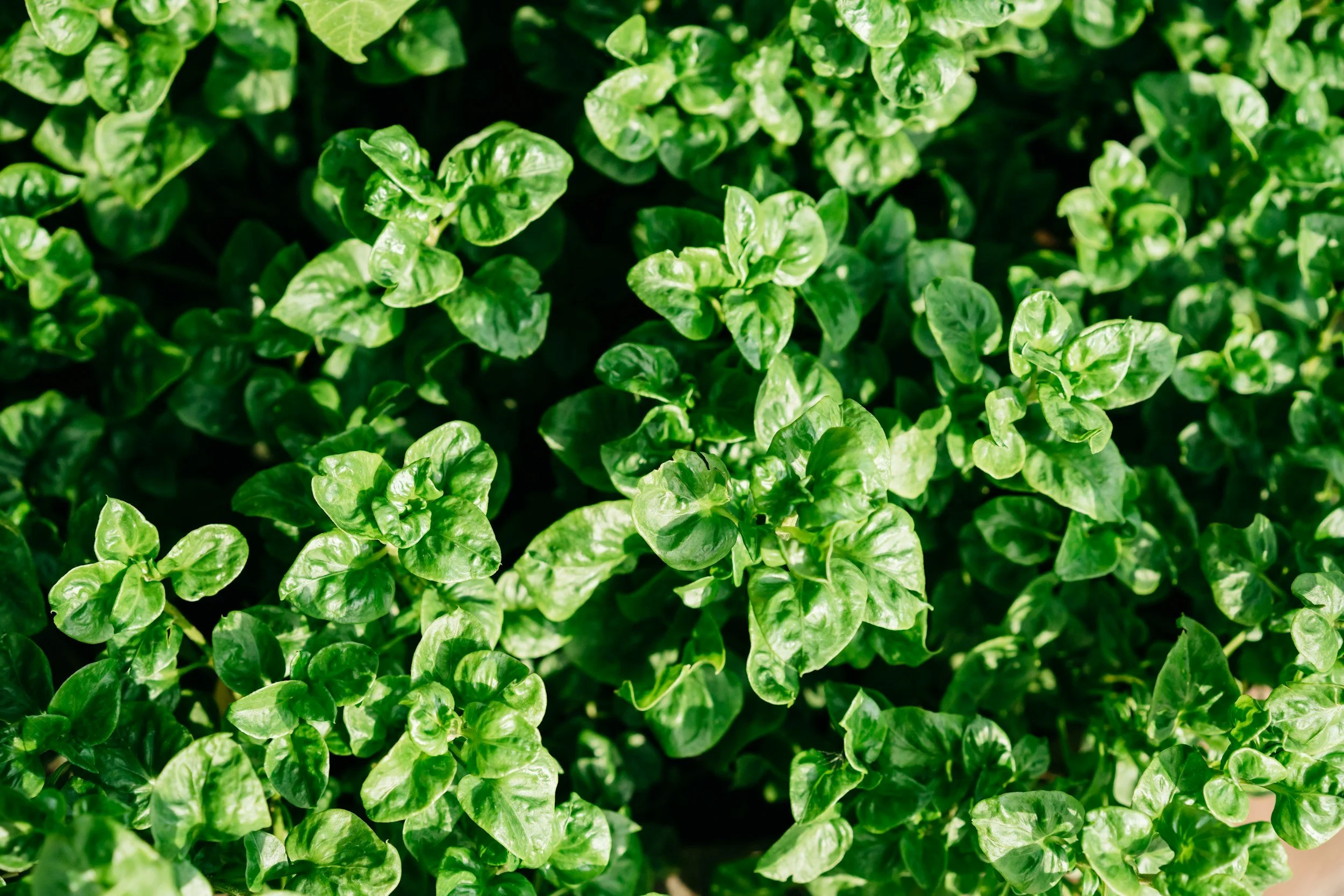 oregano