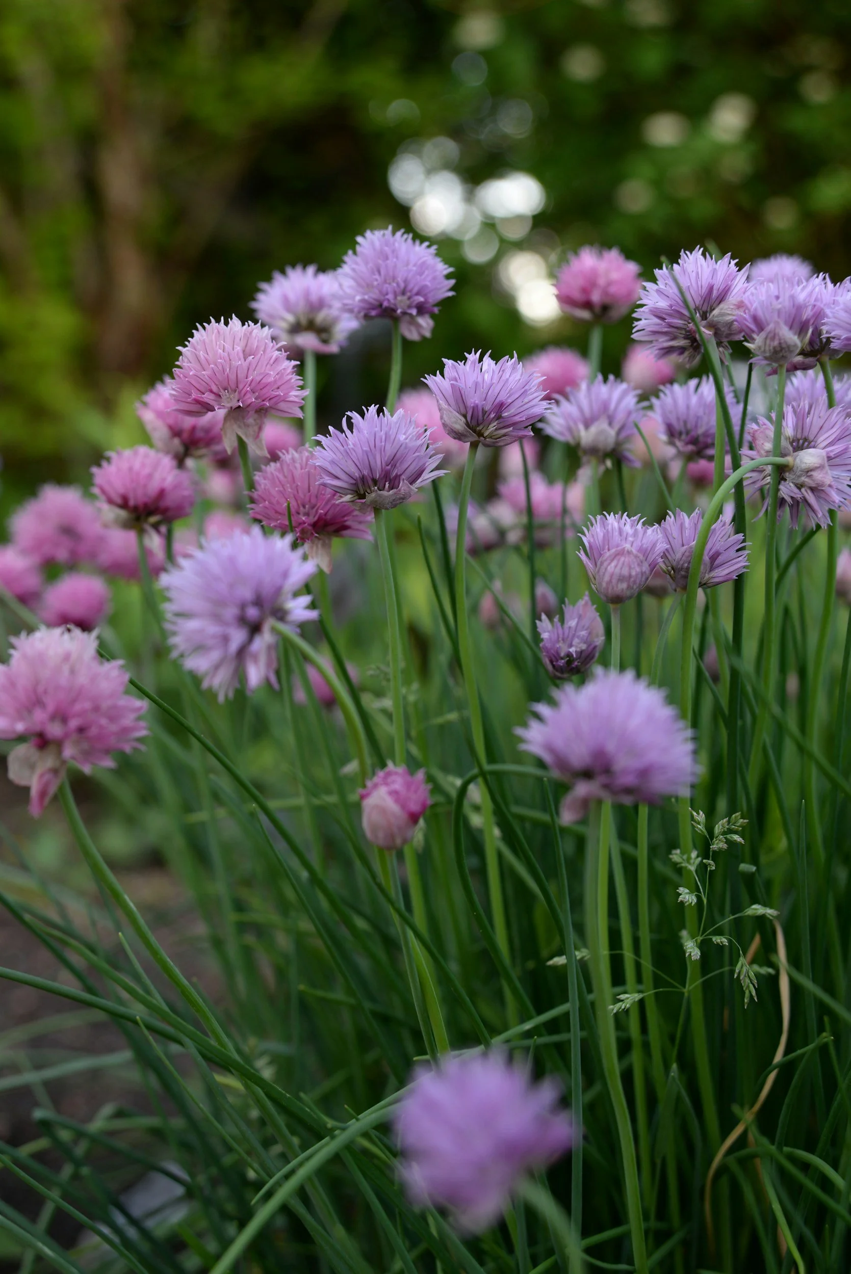 chives