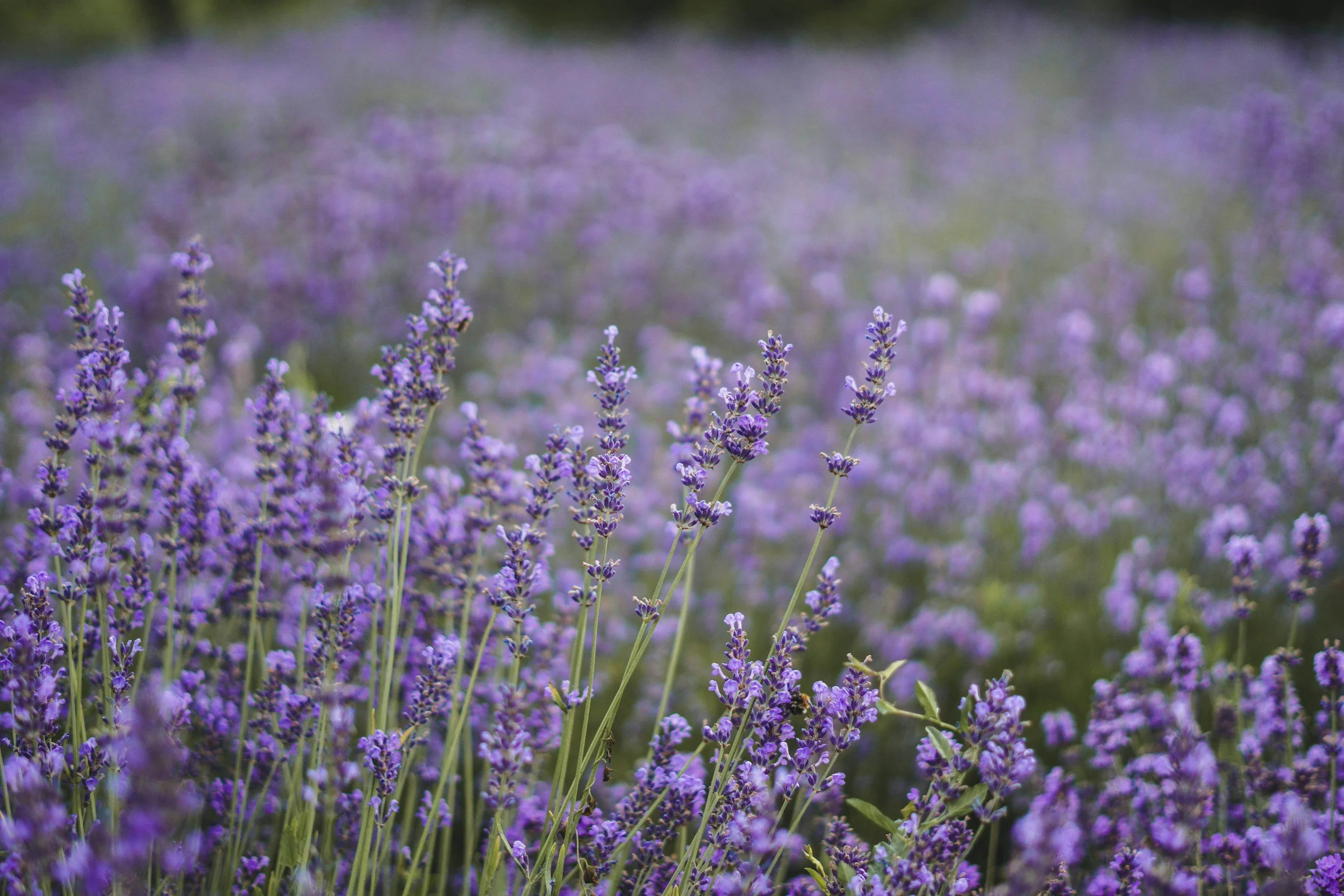 lavender