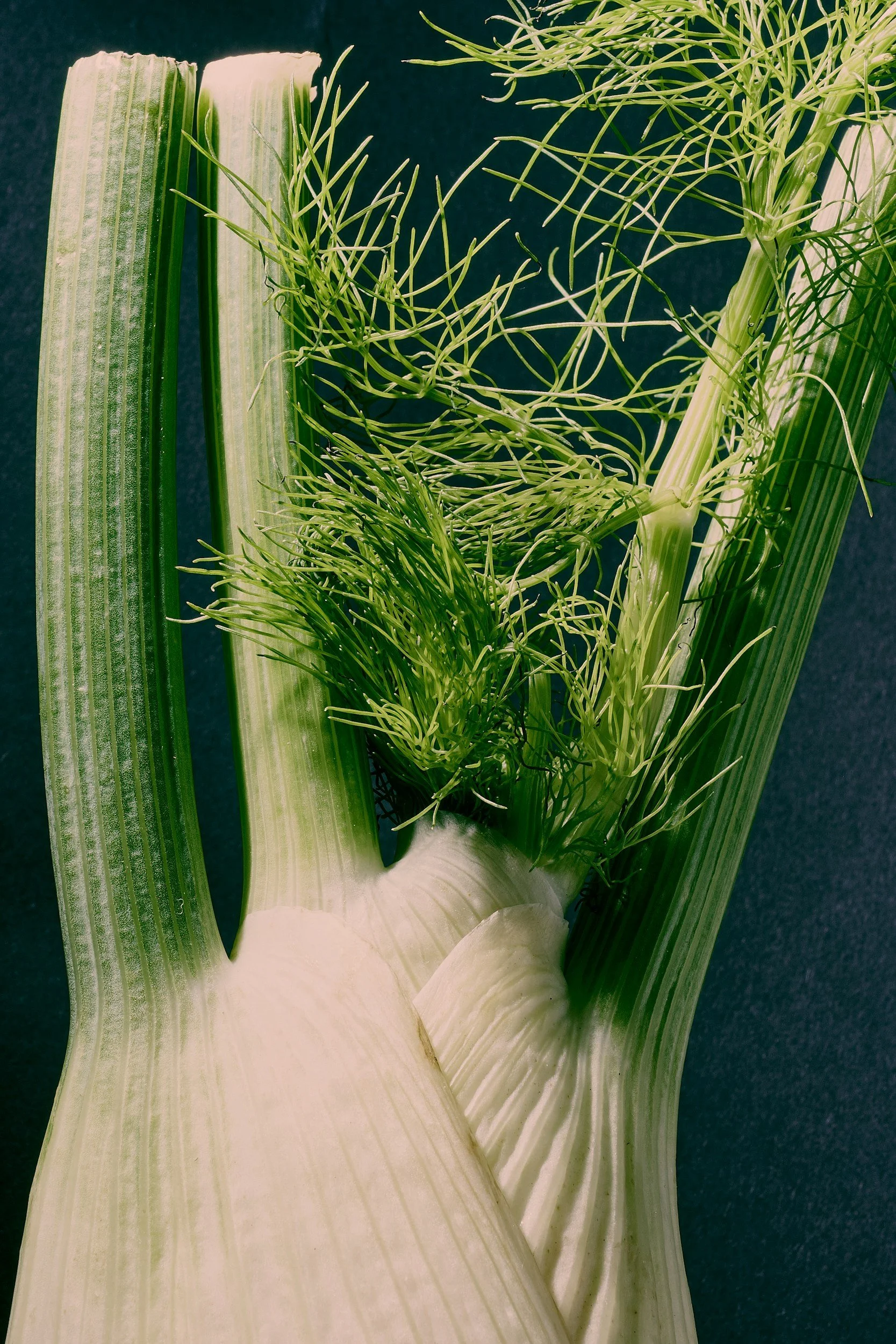 fennel