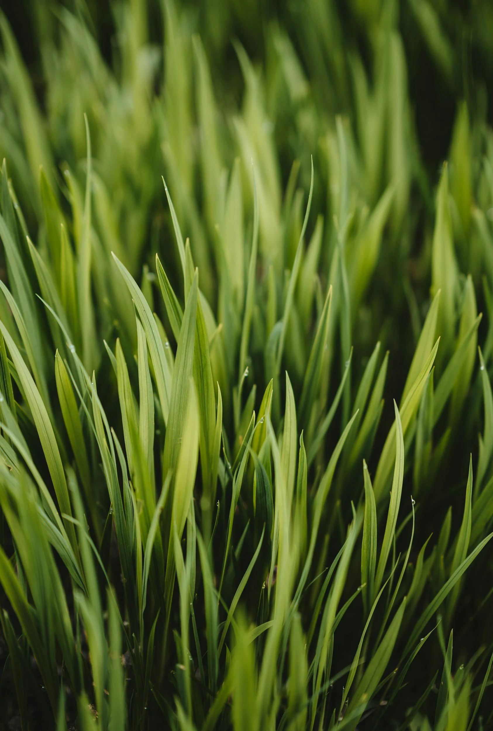 lemon grass